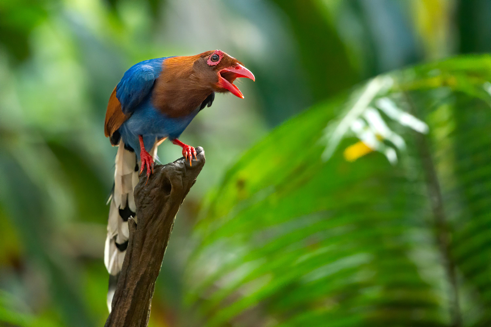 bird, Sri Lanka blue magpie, Sinharaja, Sri Lanka