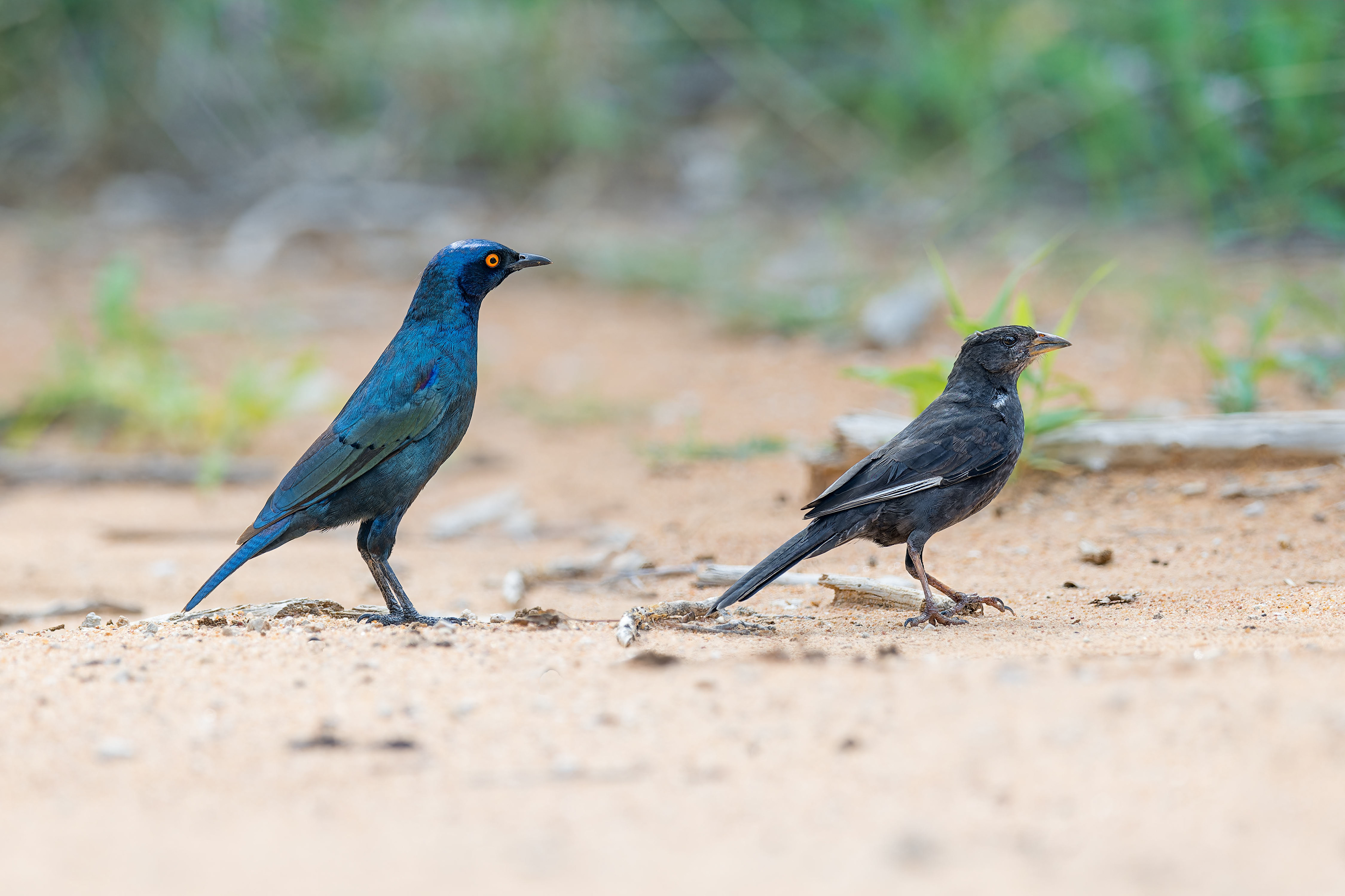 Cape Starling, Red-billed Buffalo-weaver (Etosha, Namibia)
