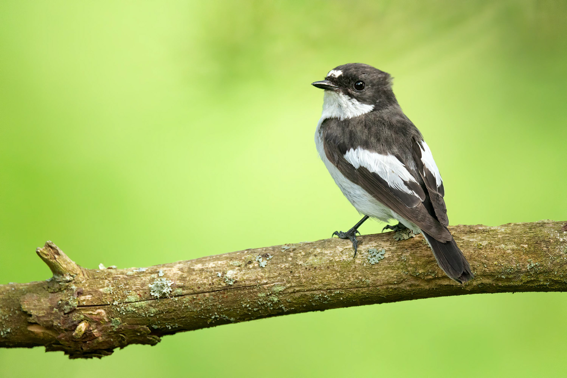 bird, European pied flycatcher, Masku, Finland