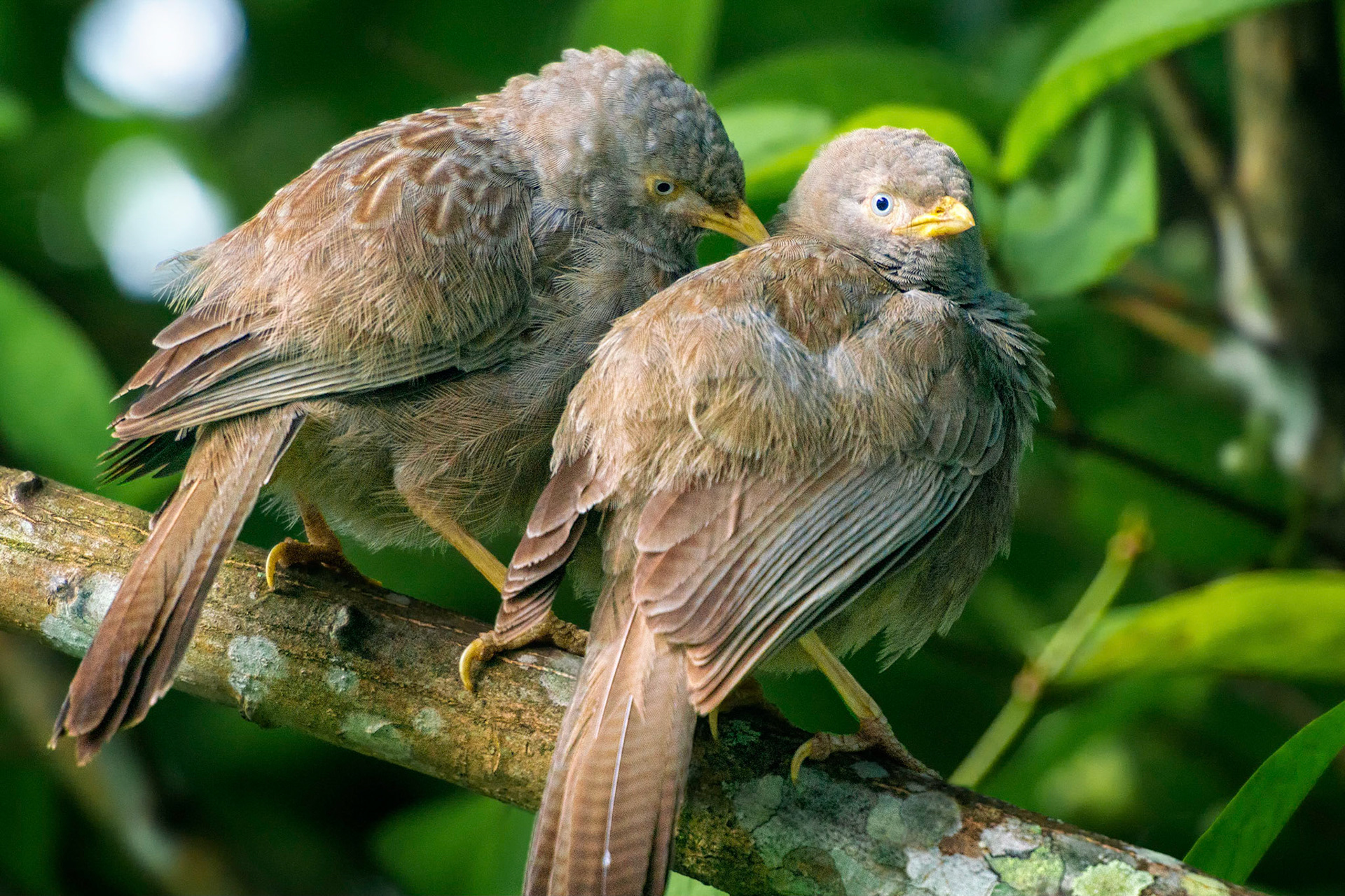 Yellow-billed Babbler (Kandy, Sri Lanka)