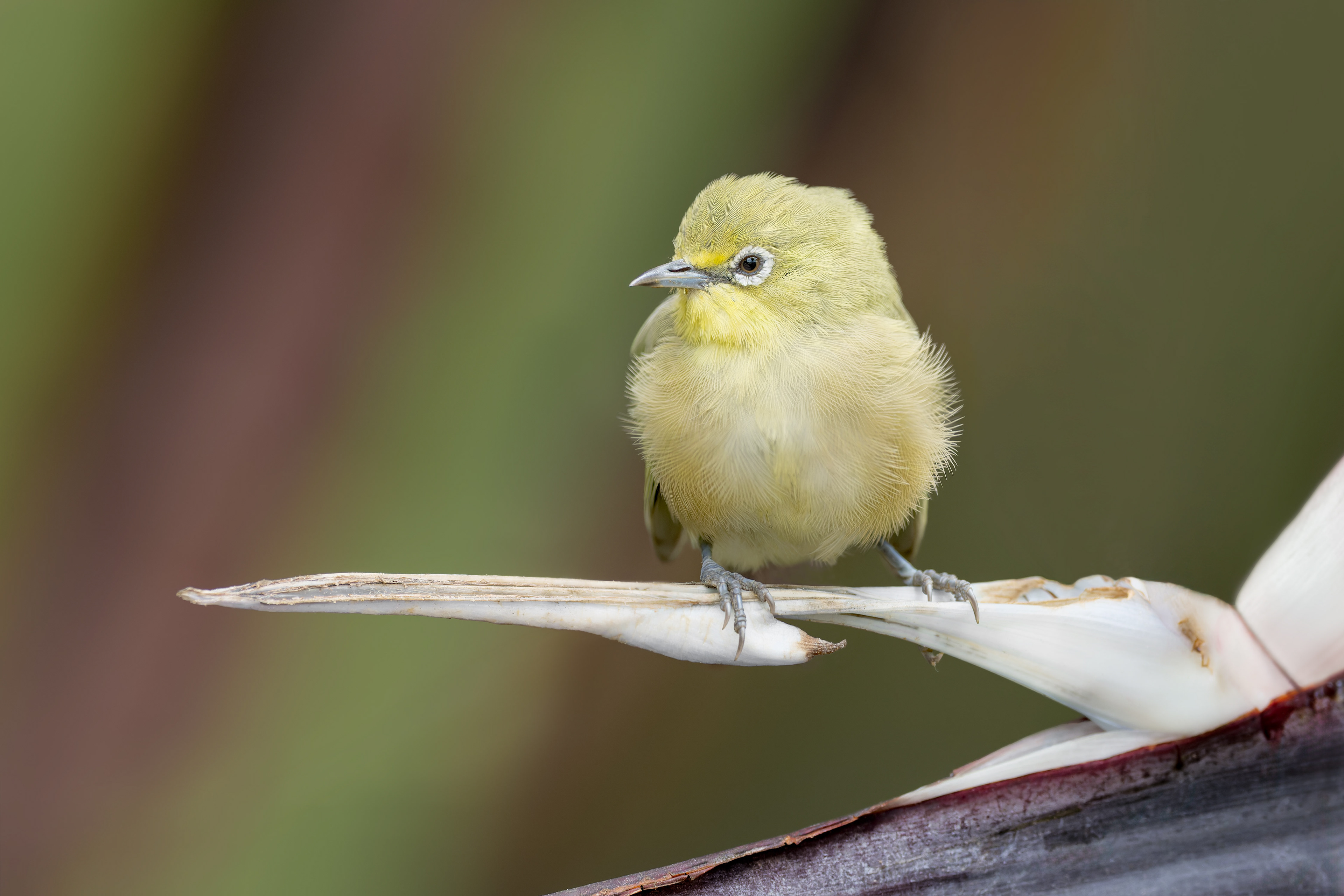 Orange River White-eye (Swakopmund, Namibia)