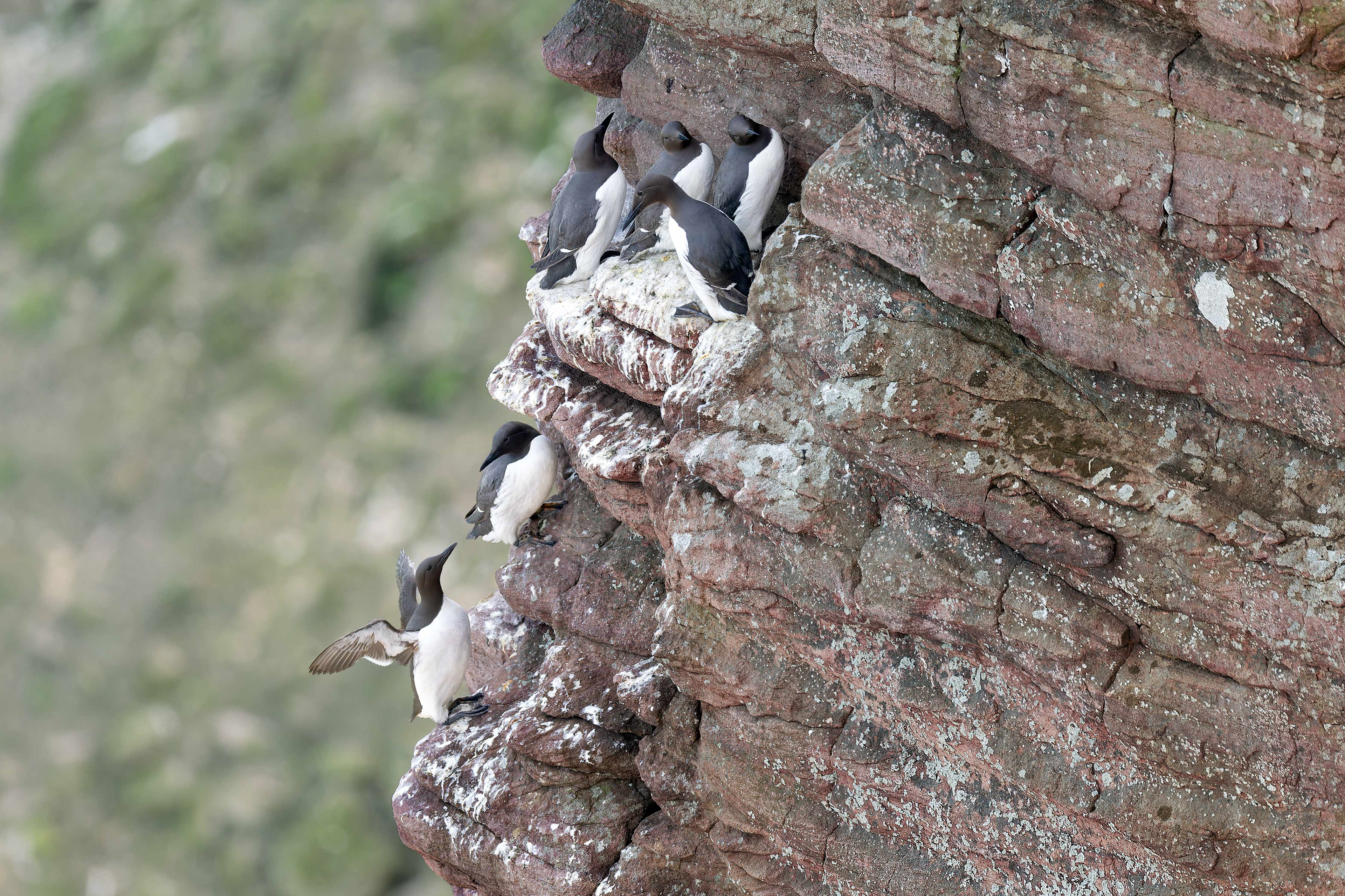Common Guillemot (Frehel, France)