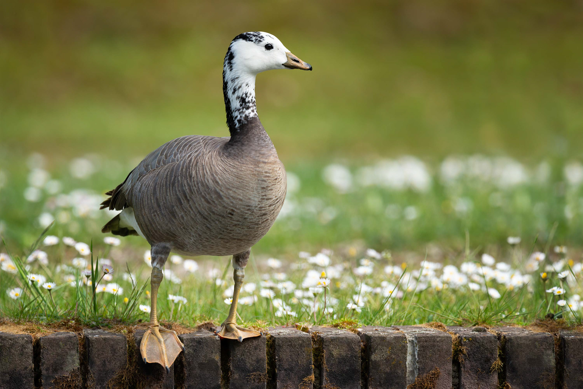 bird, hybrid goose, Seneffe, Belgium