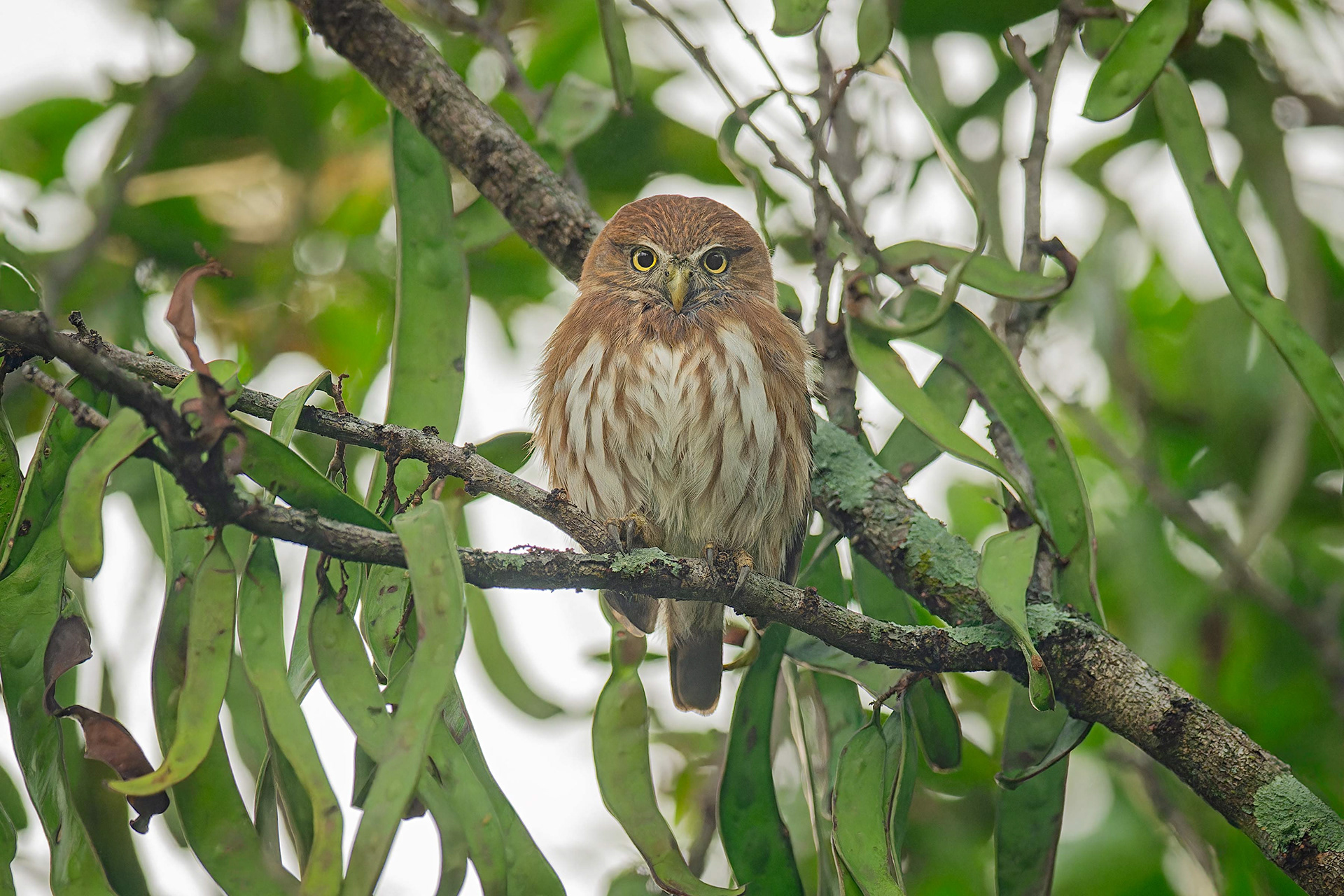 Ferruginous Pygmy-Owl (San Jose, Costa Rica)