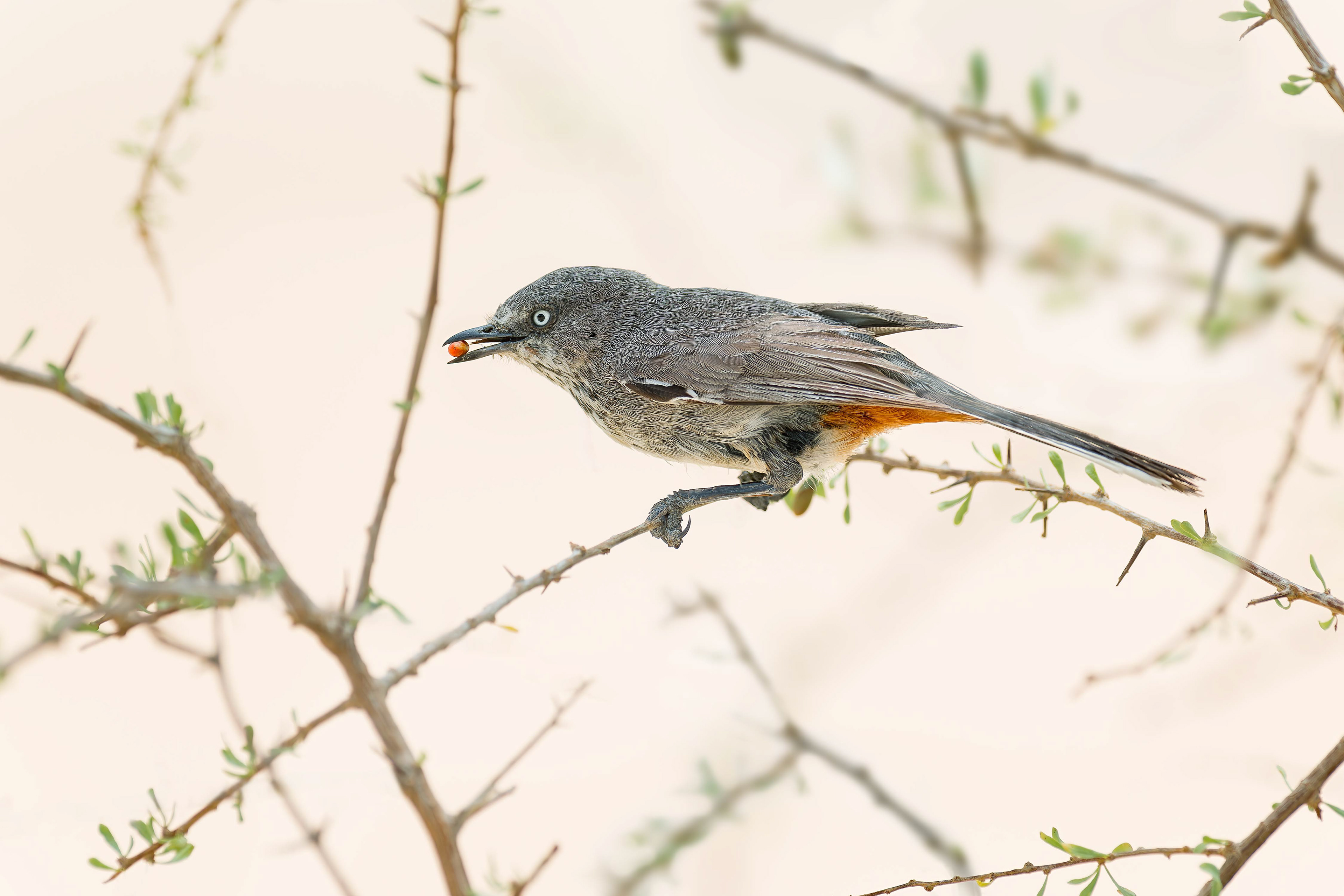 Chestnut-vented Warbler (Windhoek, Namibia)