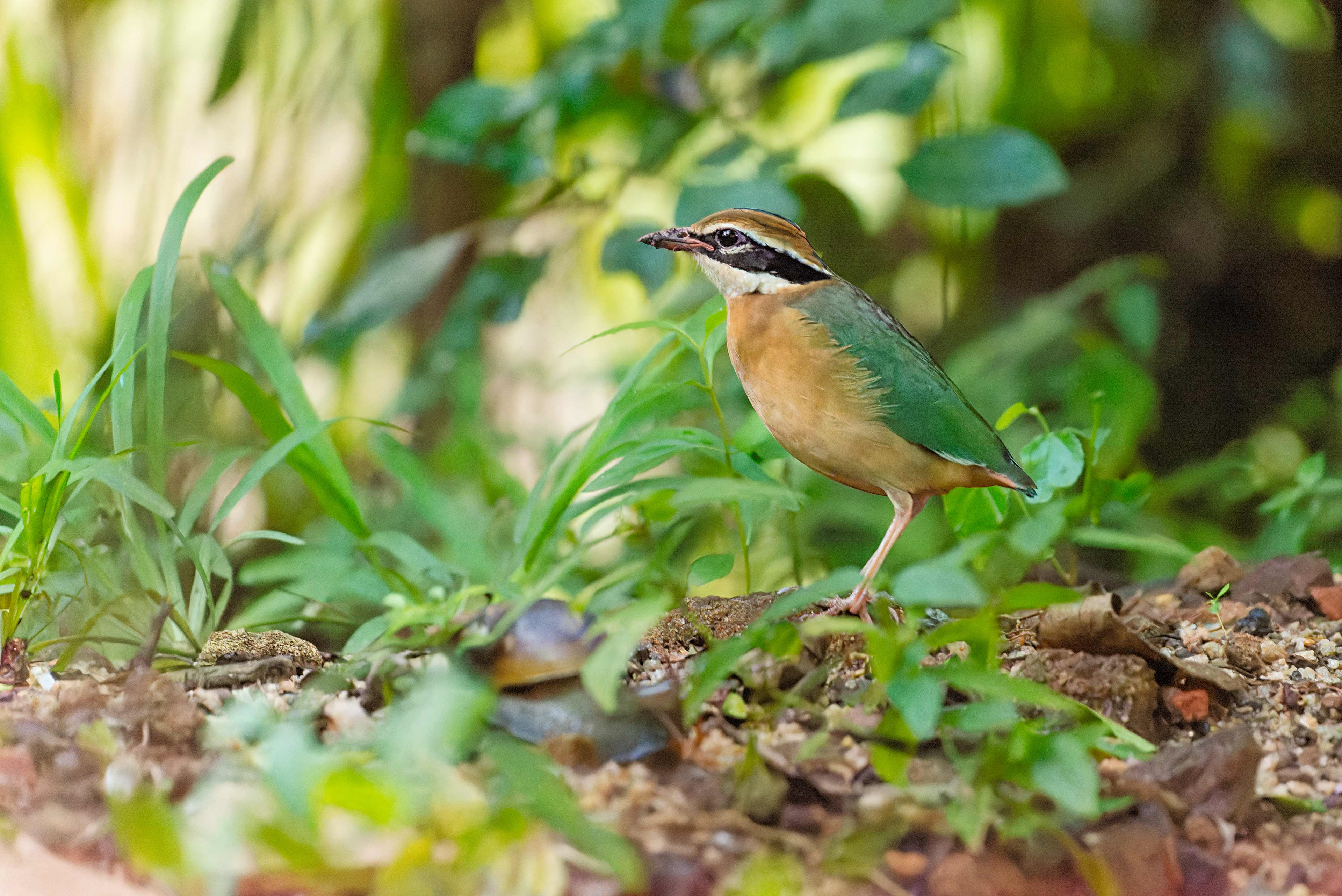 Indian Pitta (Habarana, Sri Lanka)