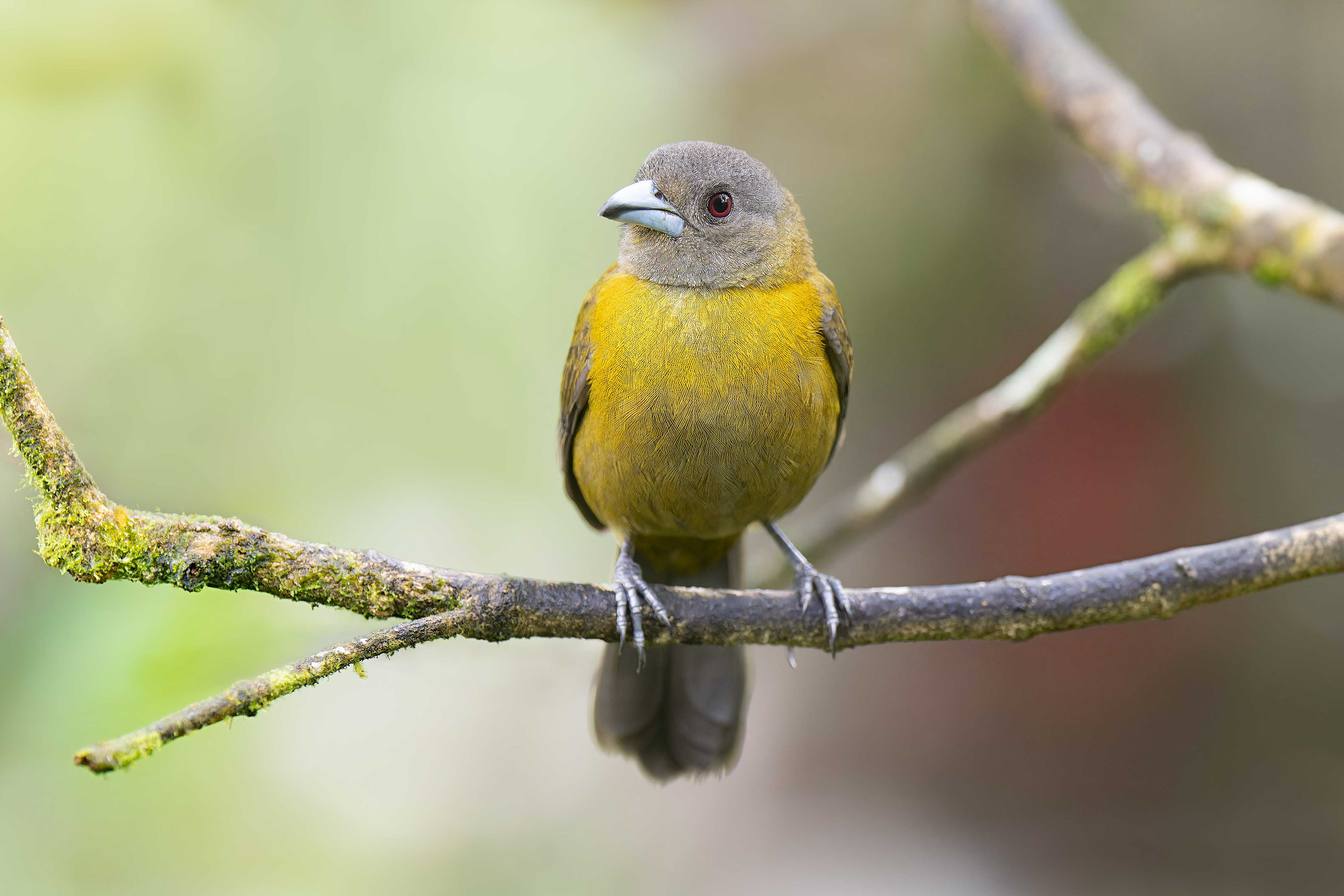 Scarlet-rumped Tanager (Santa Rita, Costa Rica)