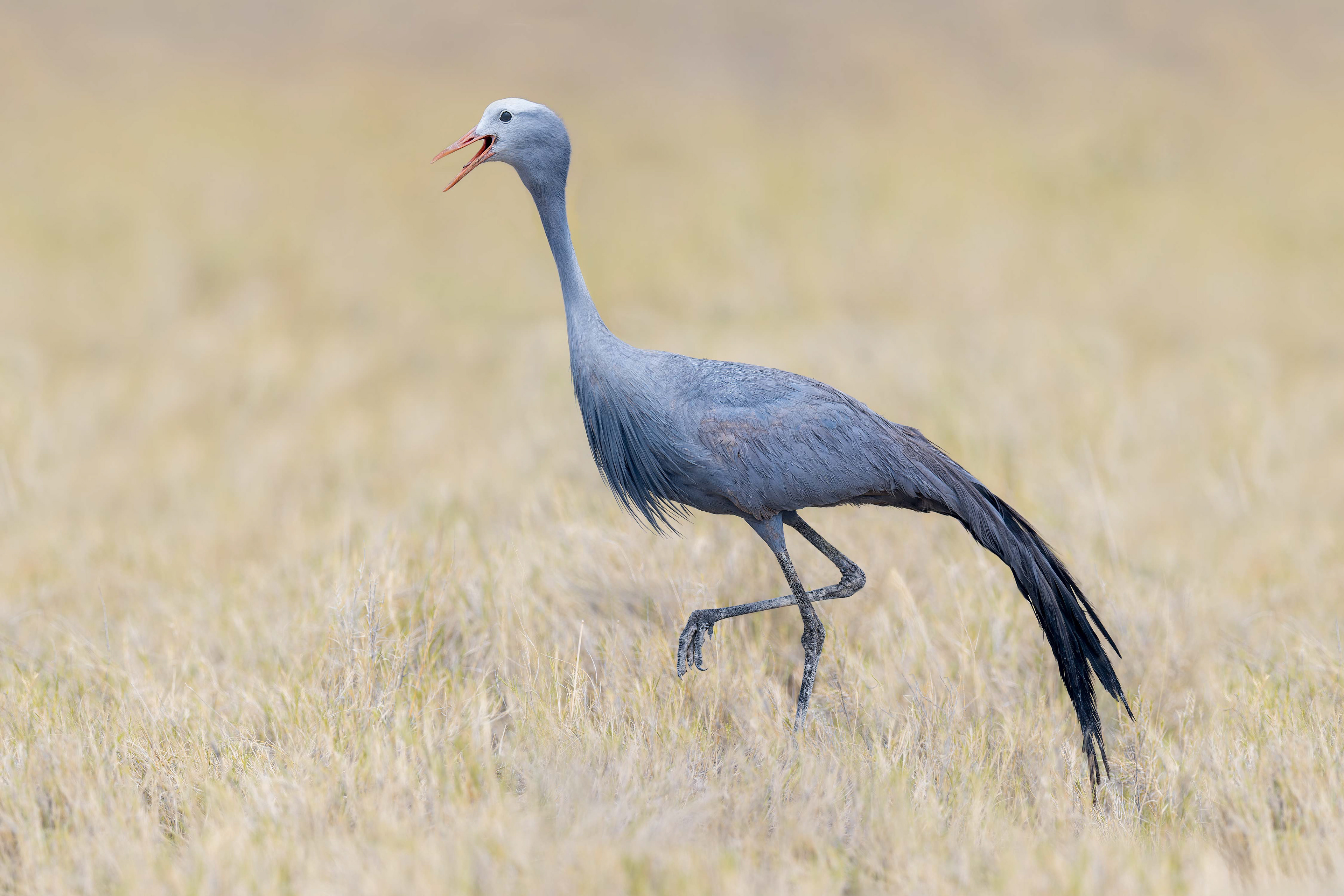 Blue Crane (Etosha, Namibia)