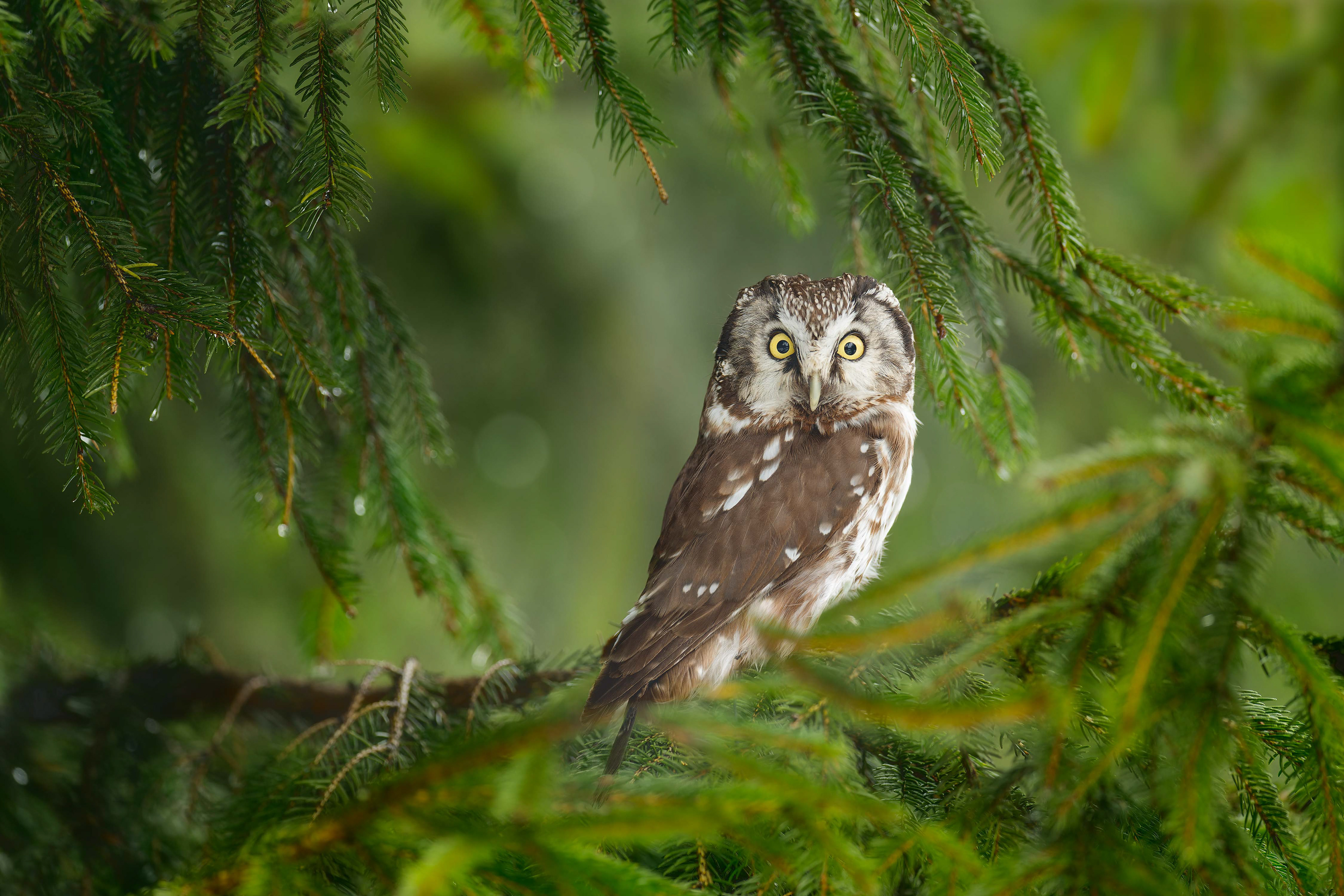 Boreal Owl (bird in human care, Hlinsko, Czech Republic)