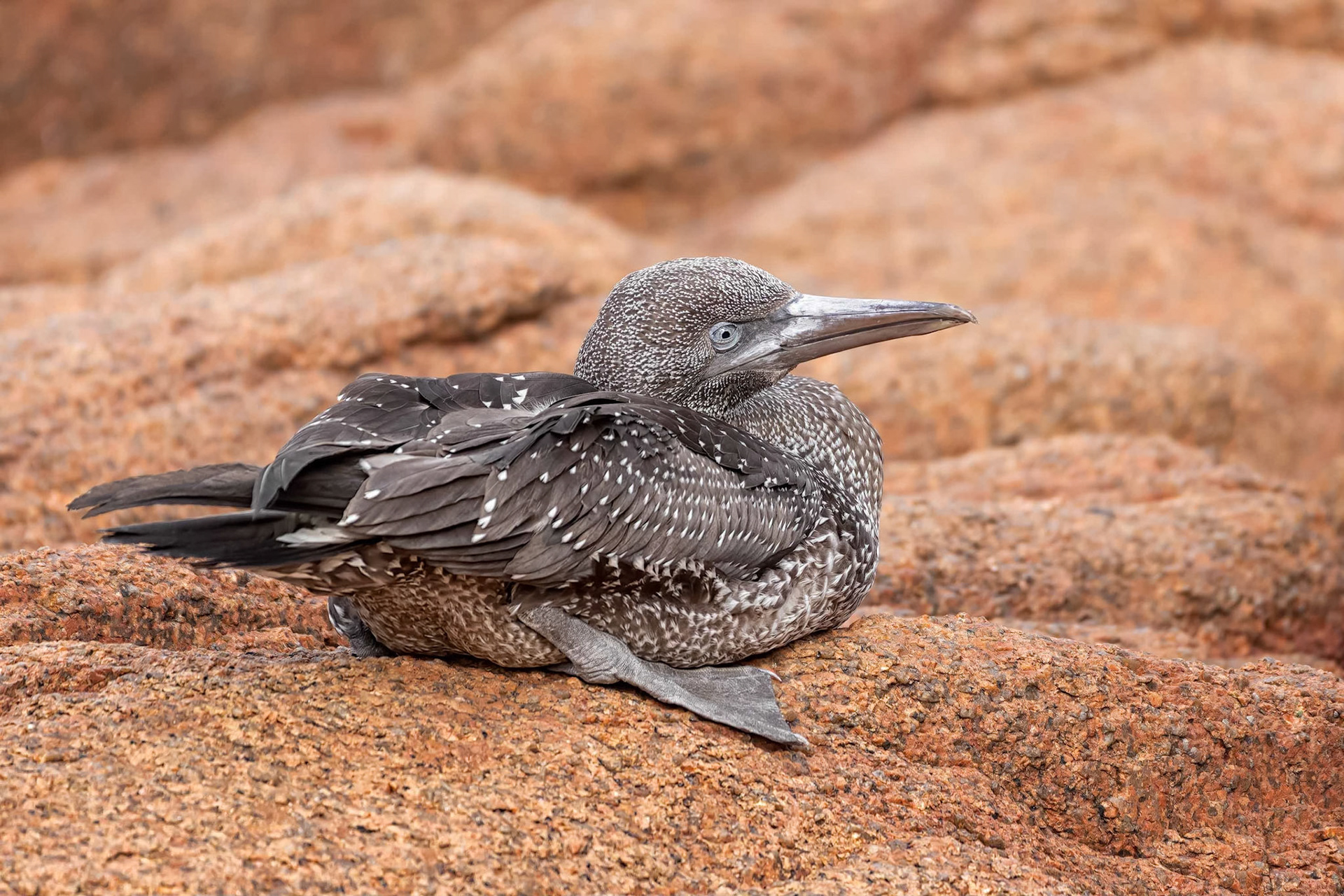 Northern Gannet (Perros-Guirec, France)