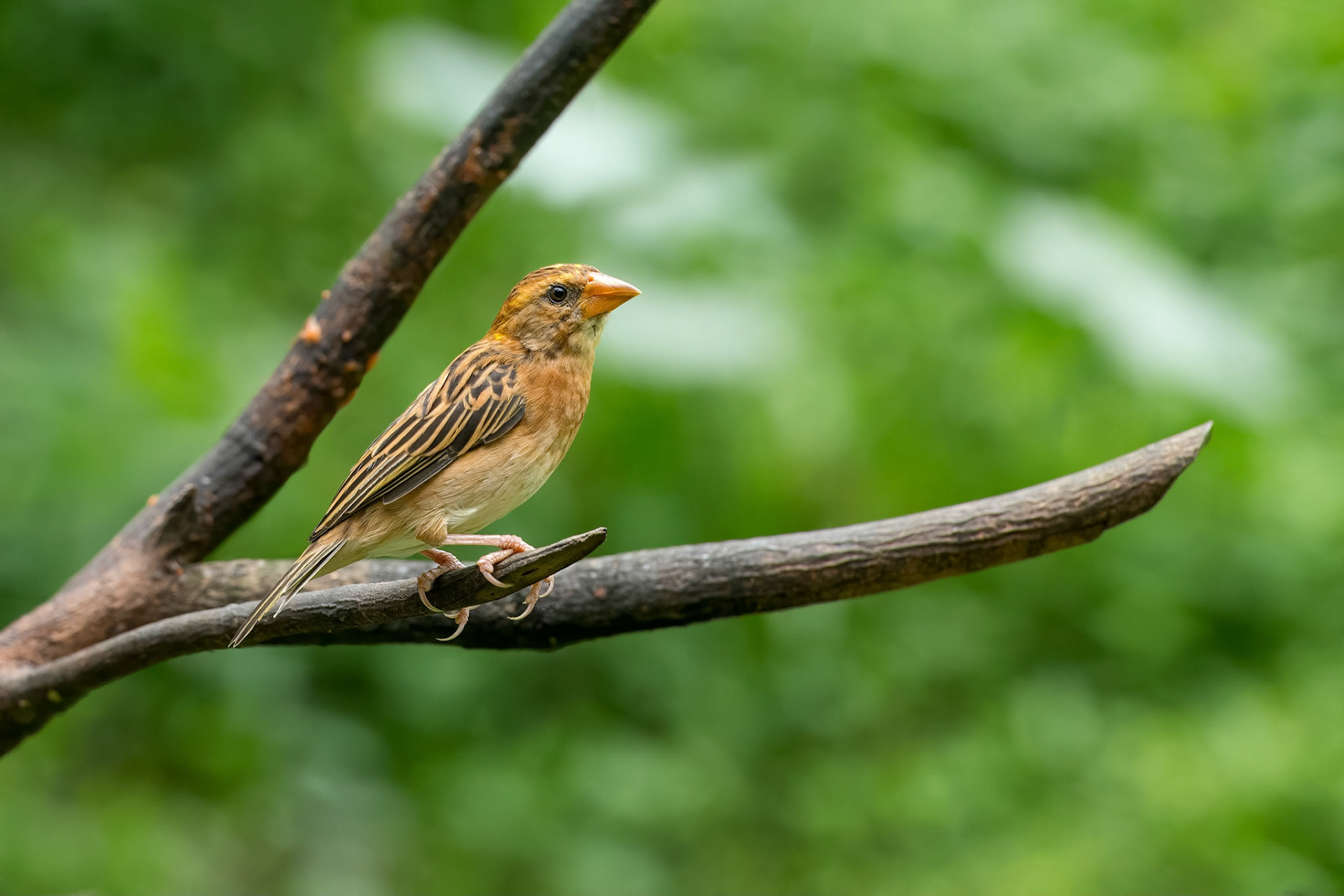 Baya Weaver (Kuala Lumpur, Malaysia)