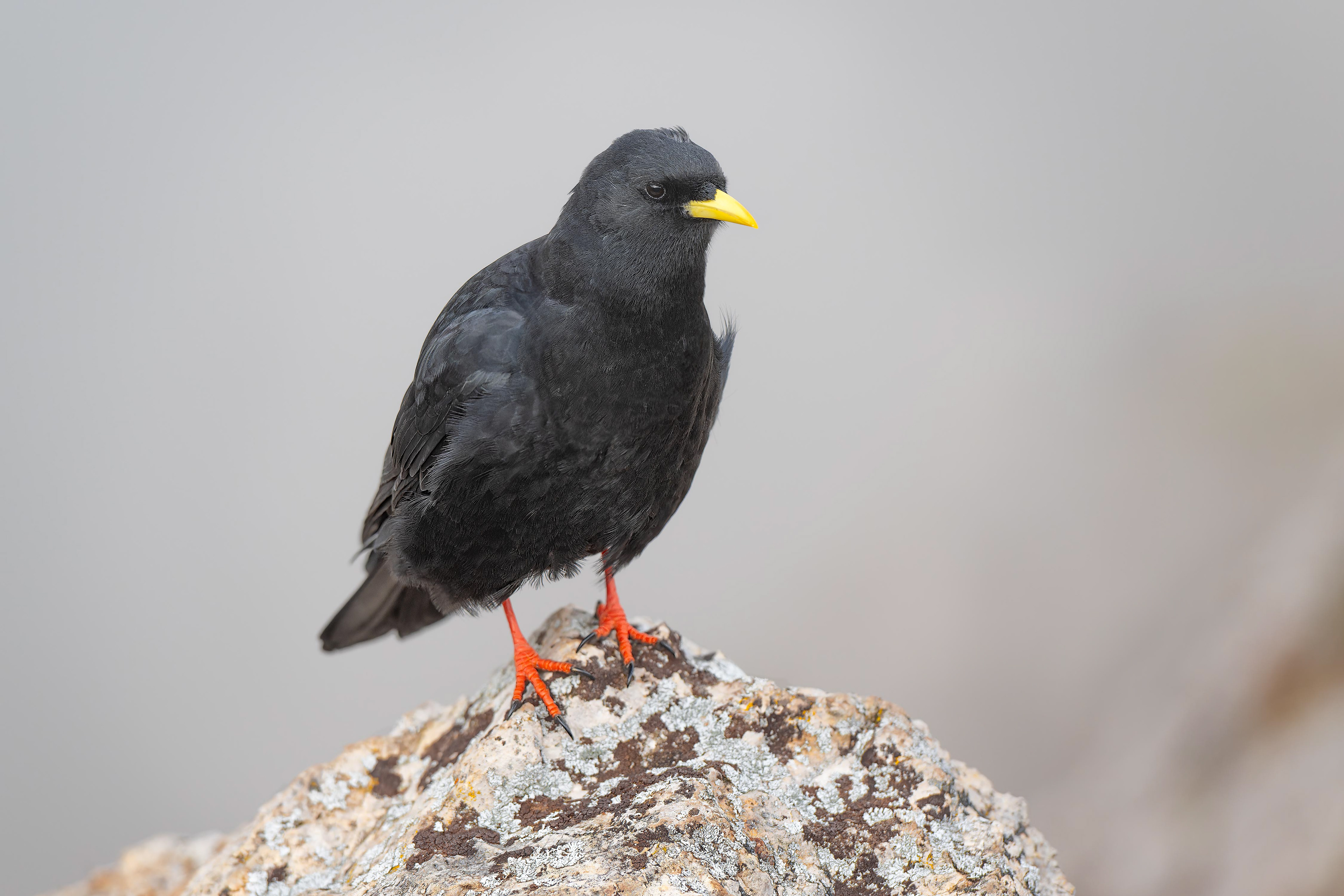 Alpine Chough (Ortisei, Italy)