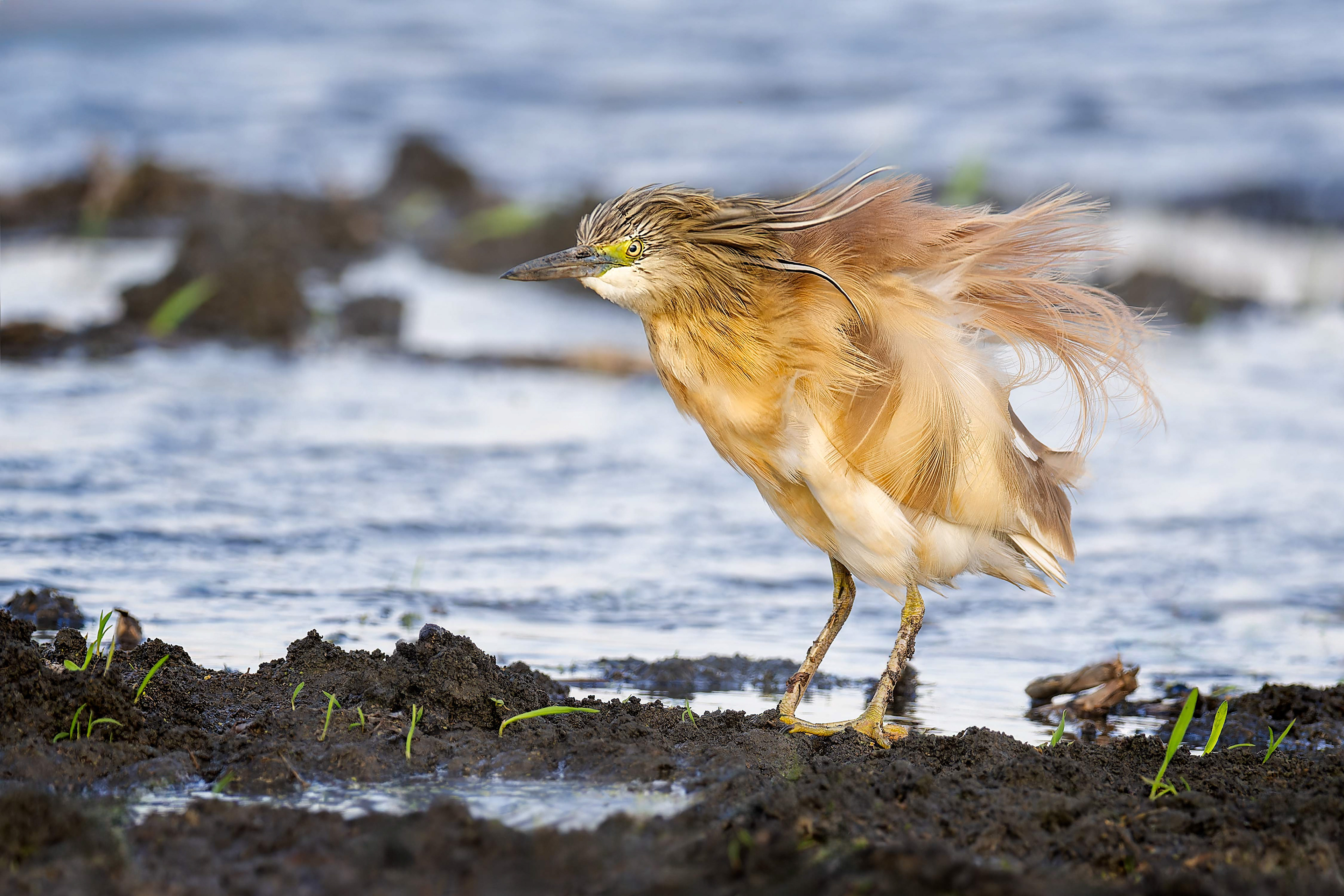 Squacco Heron (Kisujszallas, Hungary)