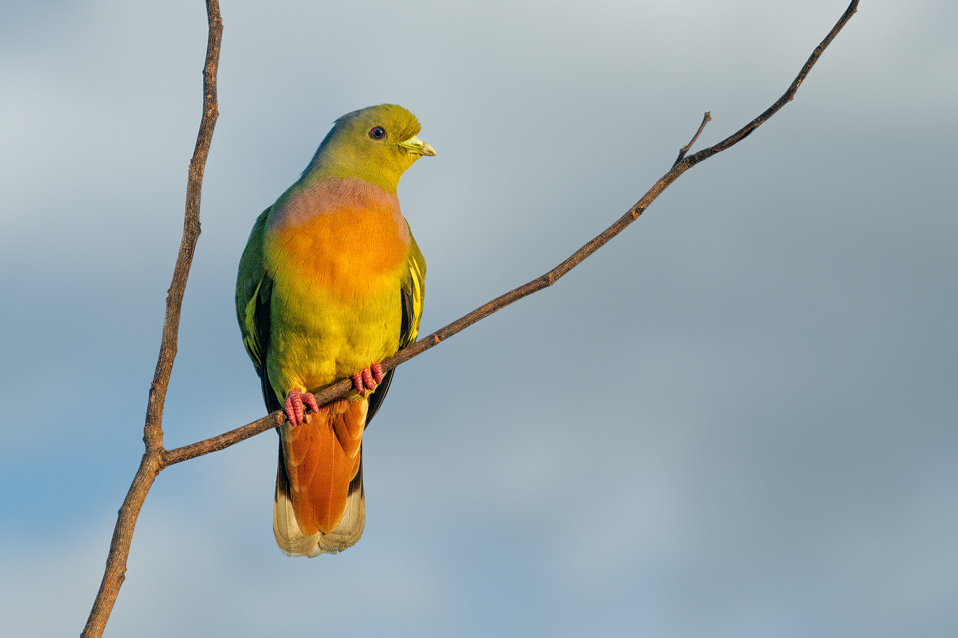 bird, orange-breasted green pigeon, Udawalawa, Sri Lanka