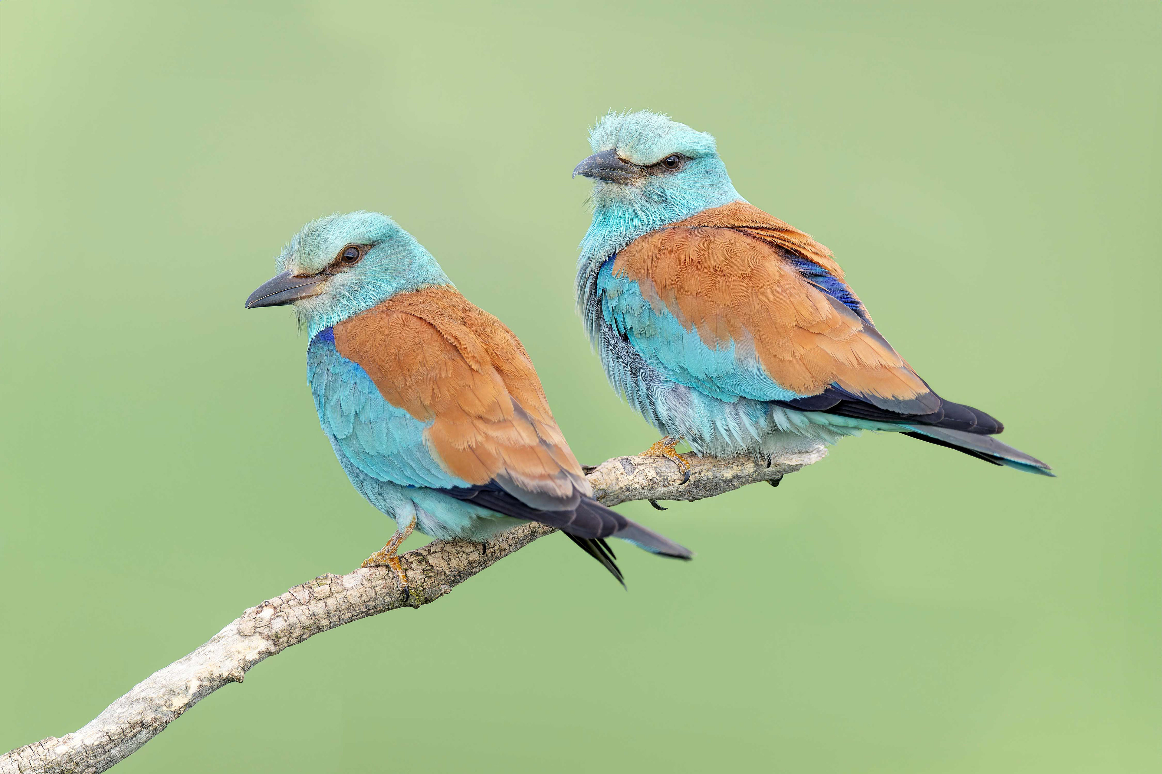 European Roller (Kisujszallas, Hungary)
