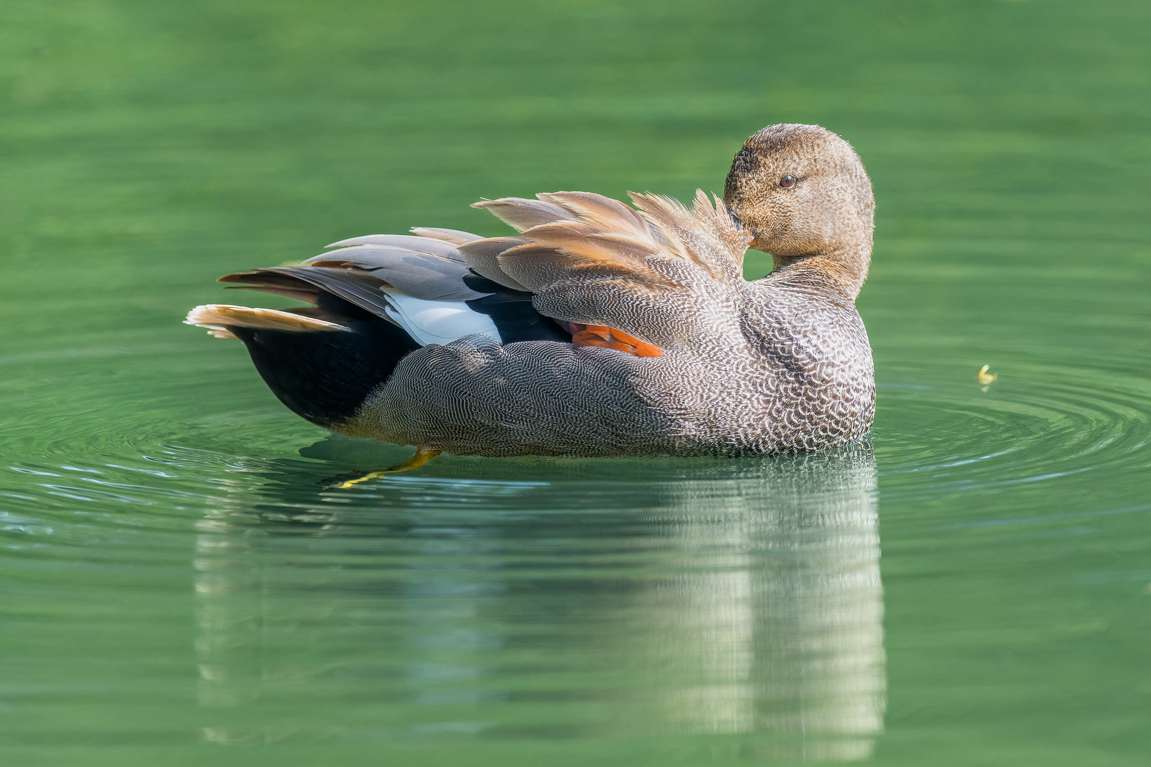 Gadwall (Brussels, Belgium)