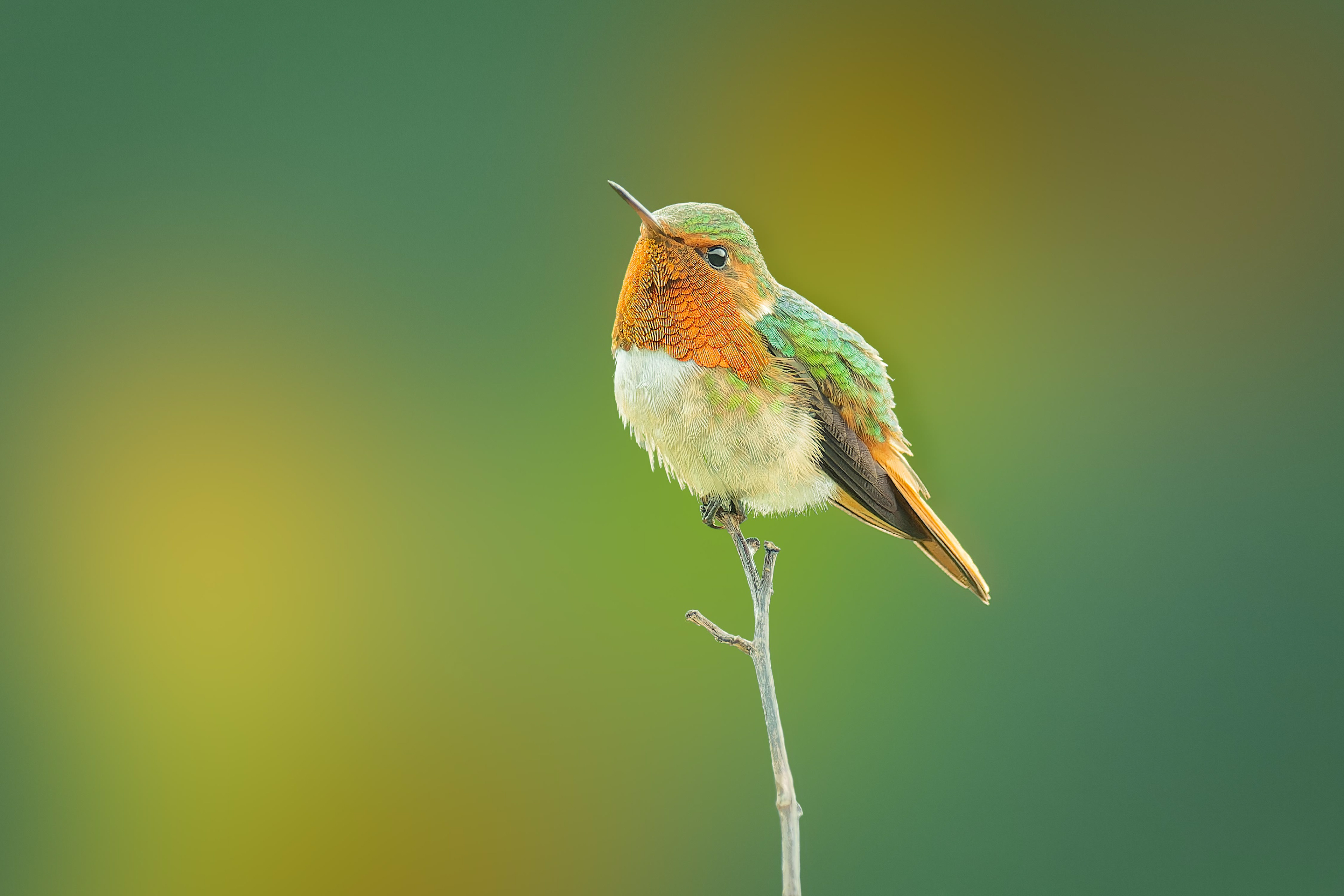Scintillant Hummingbird (Savegre, Costa Rica)