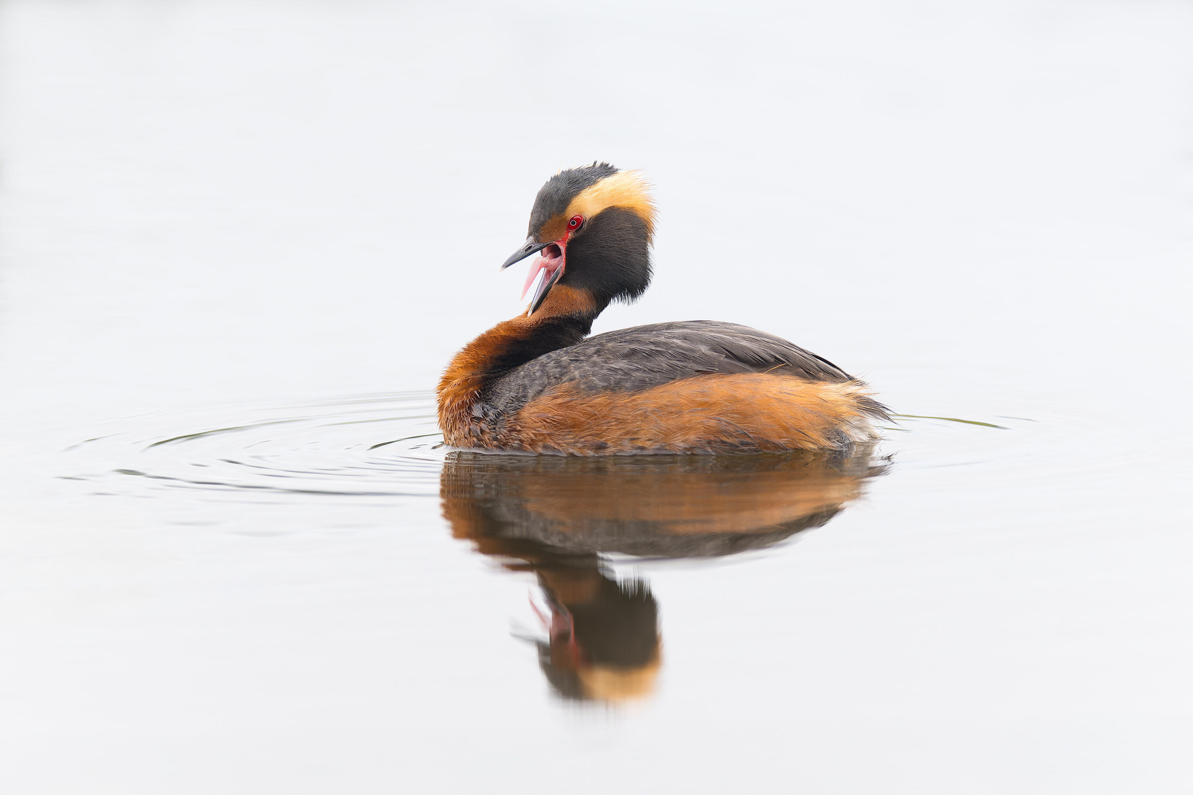 Horned Grebe (Masku, Finland)