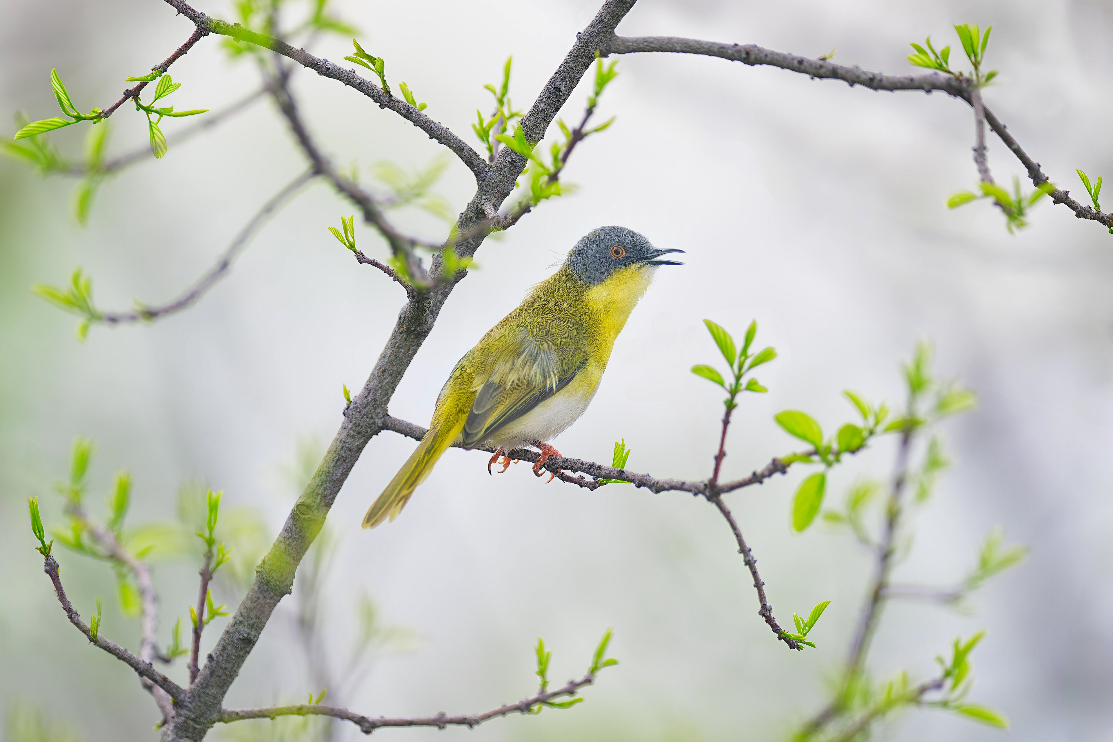 Yellow-breasted Appals (Etosha, Namibia)