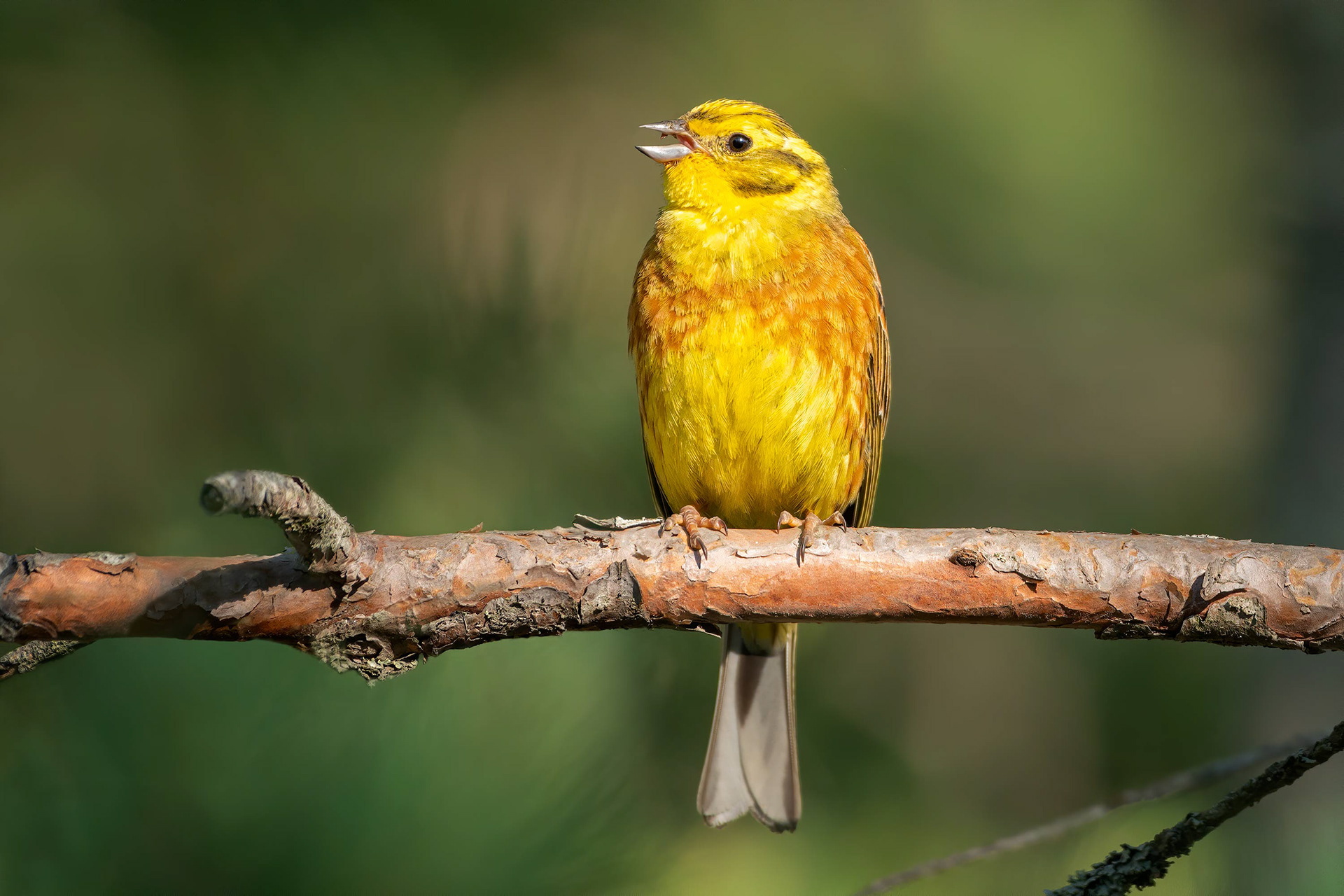 bird, yellowhammer, male, Masku, Finland