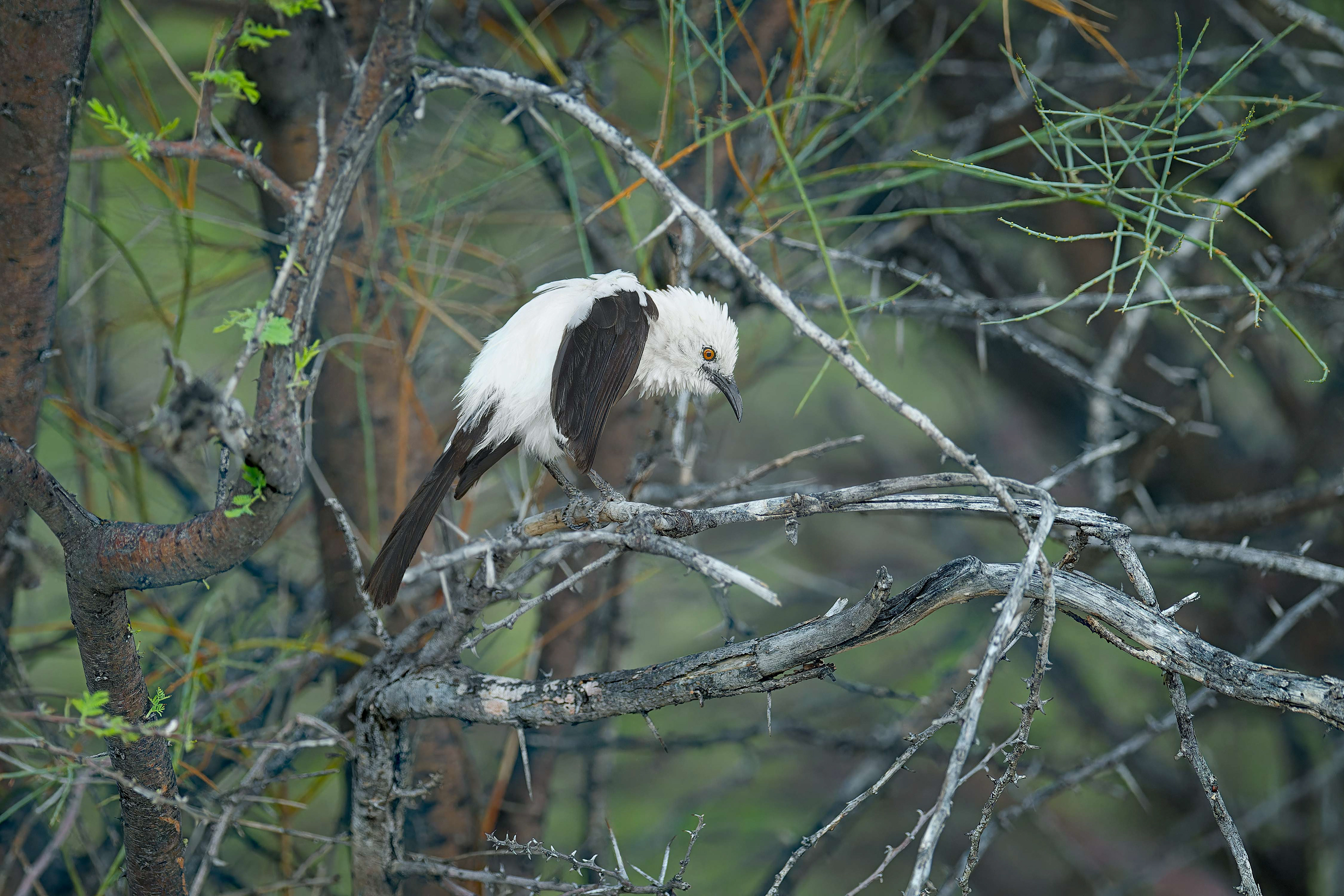 Southern Pied-Babbler (Etosha, Namibia)