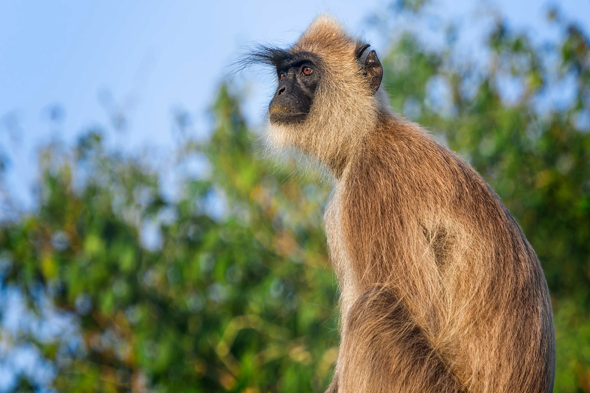 animal, grey langur, Bundala, Sri Lanka