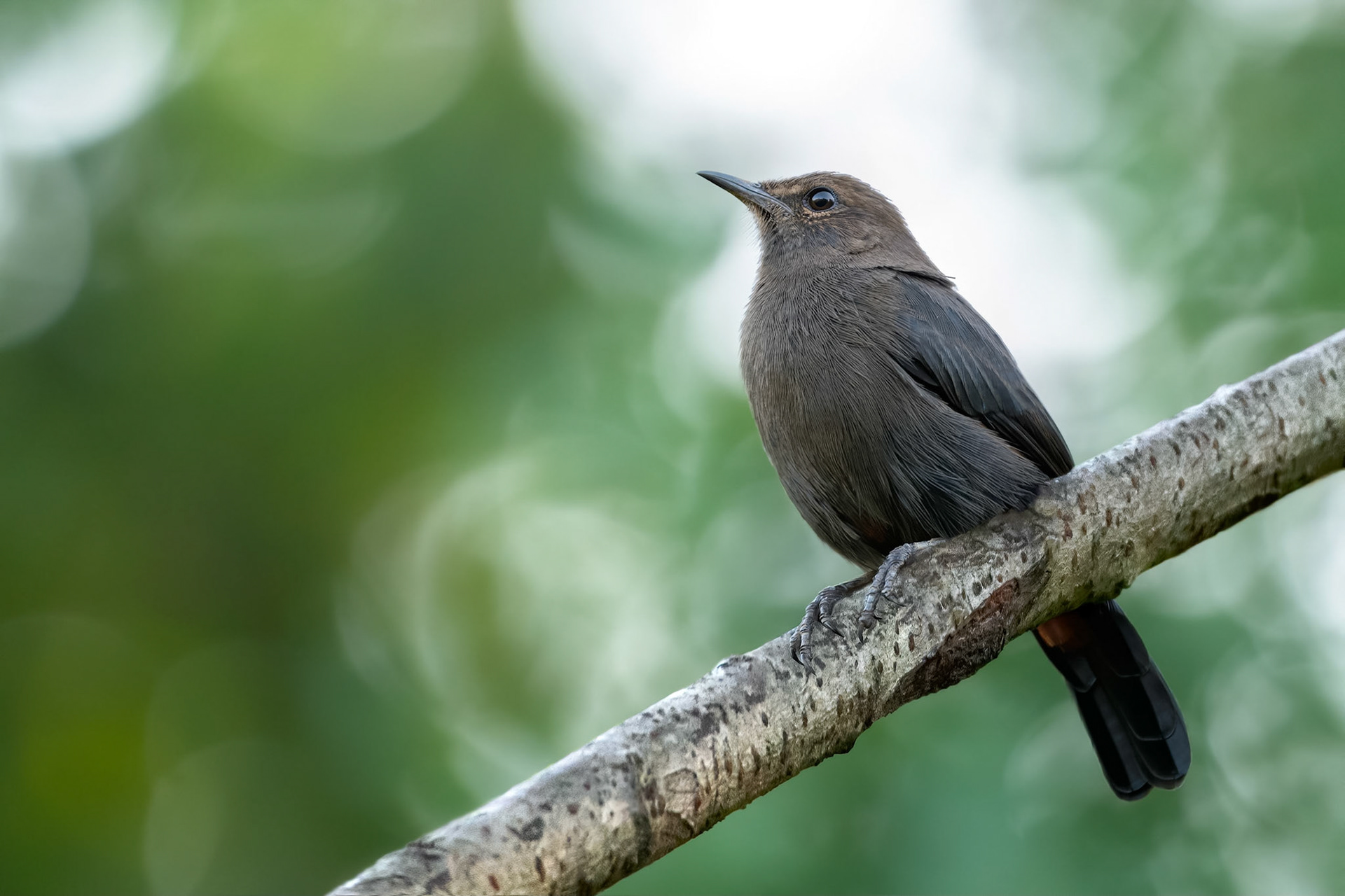 Indian Robin (Habarana, Sri Lanka)