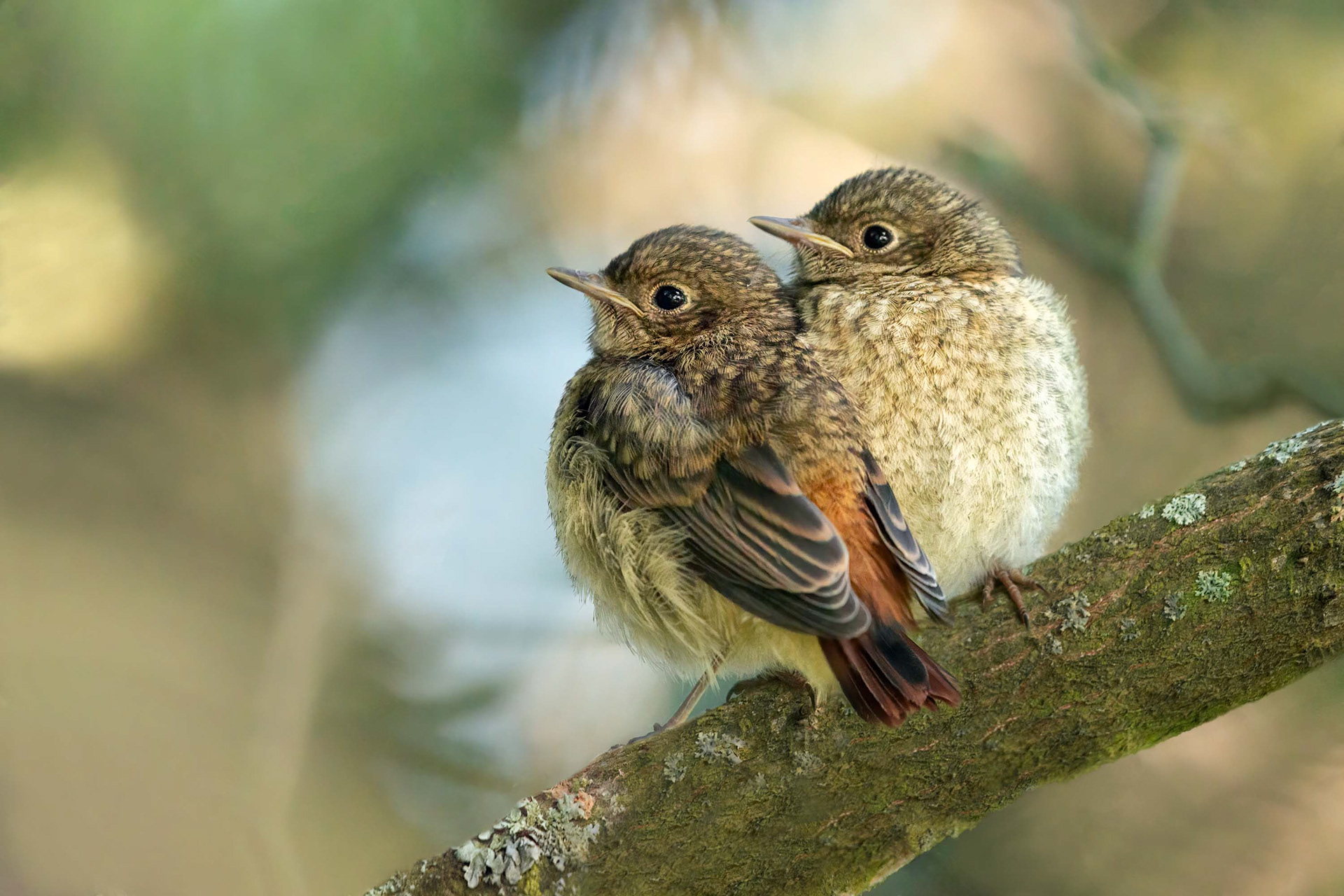bird, common redstart, juvenile, Turku, Finland