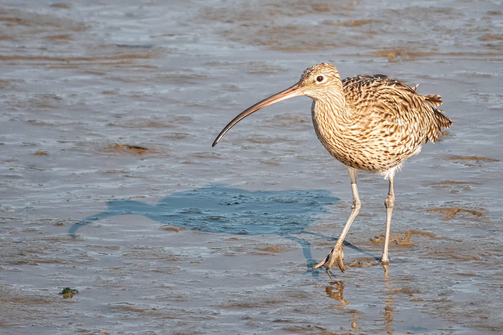 Whimbrel (Le Conquet, France)