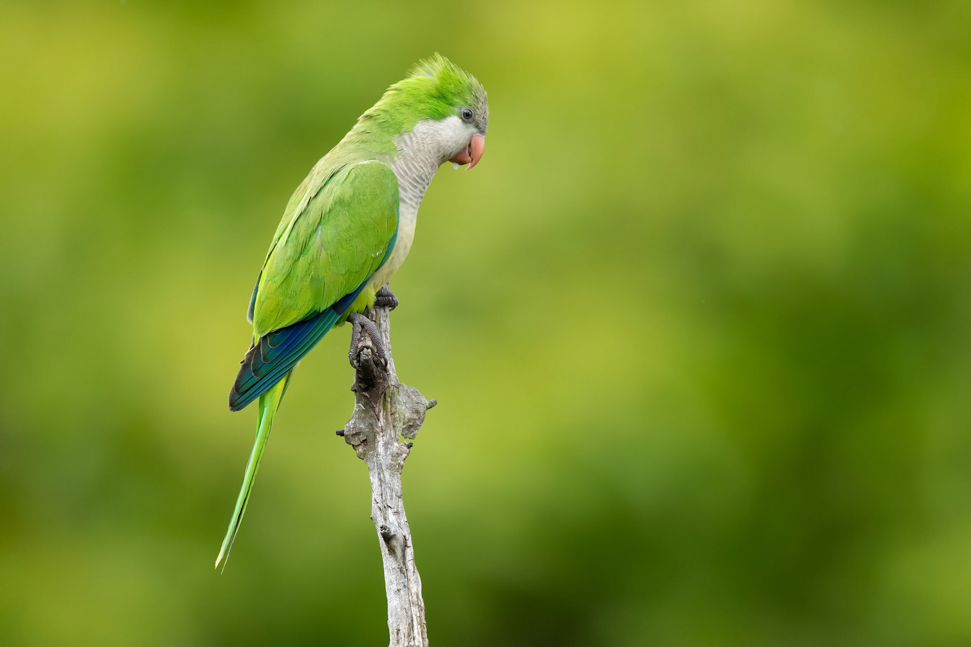 Monk Parakeet (Brussels, Belgium)