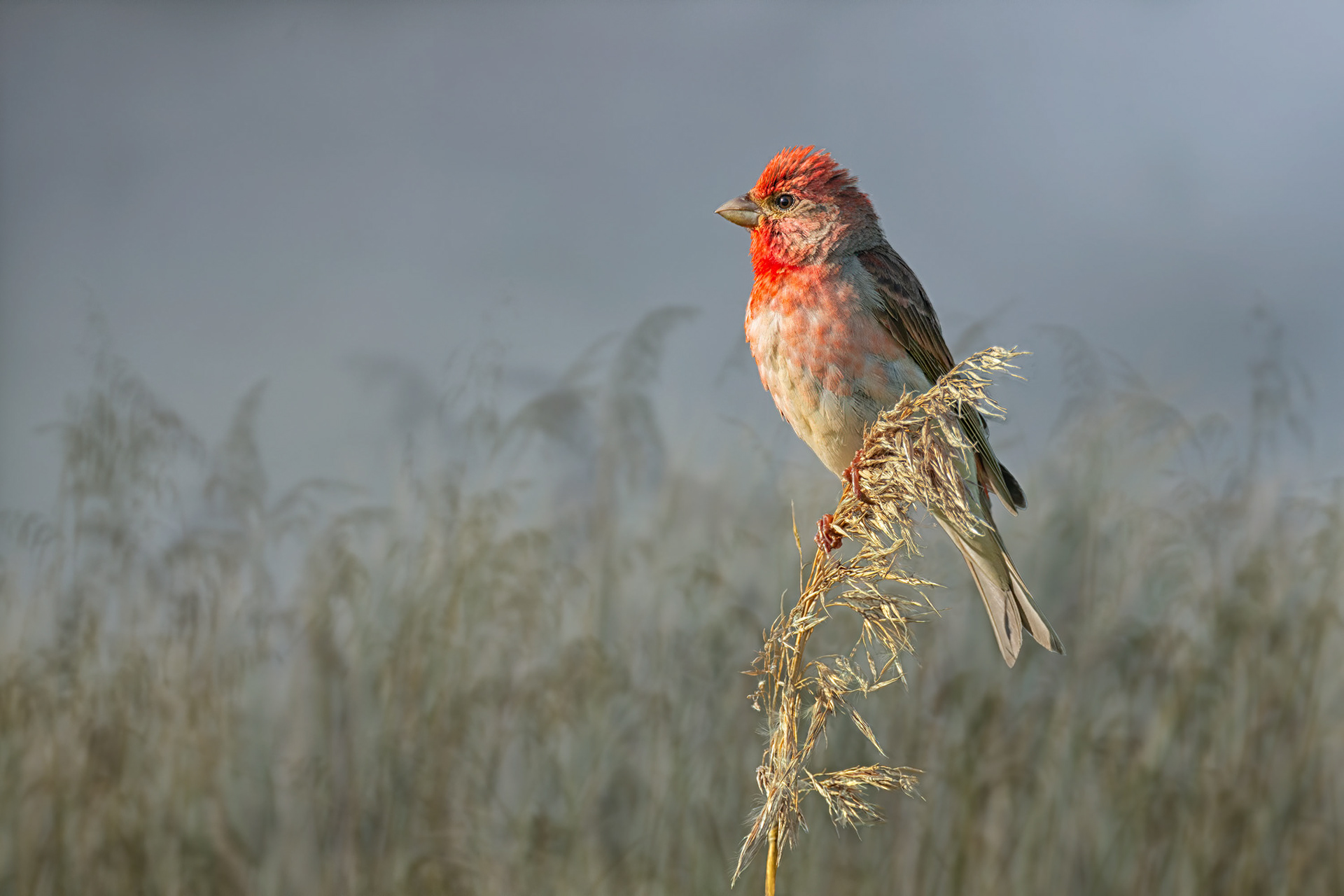 bird, common rosefinch, male, Raisio, Finland