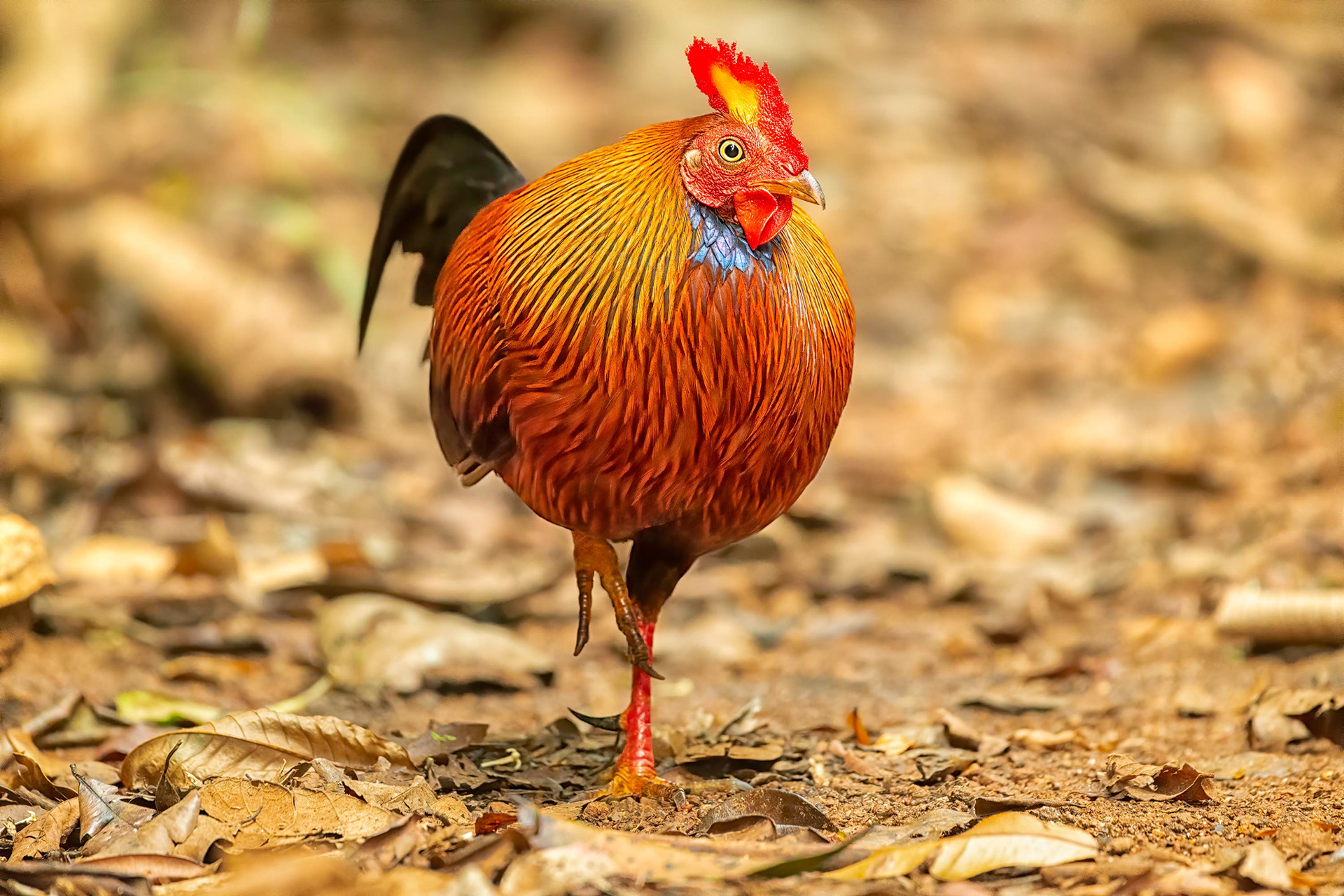 bird, male, Sri Lanka junglefowl, Sinharaja, Sri Lanka