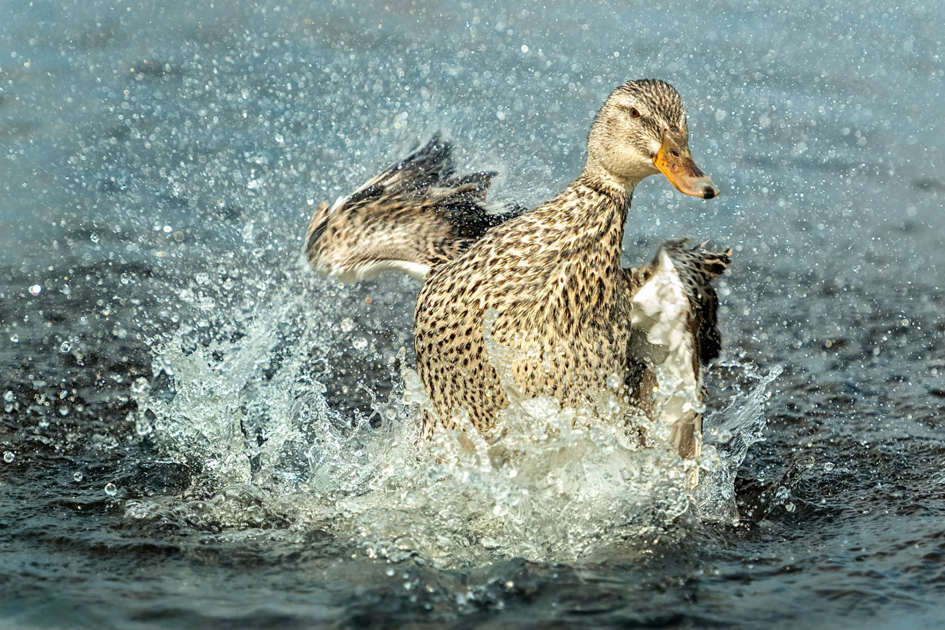 Mallard (Saint Valery sur Somme, France)