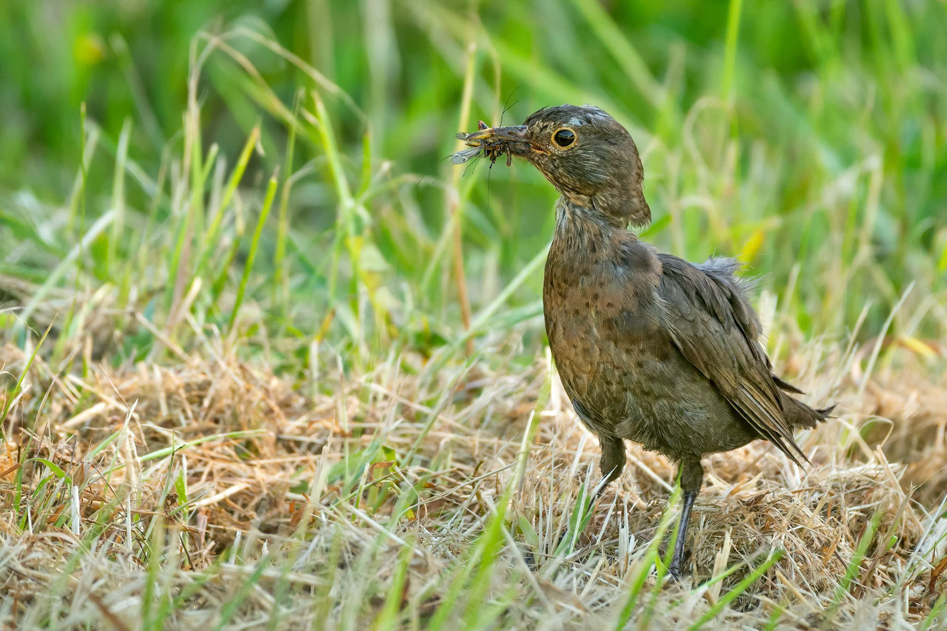 Common Starling (Mietoinen, Finland)