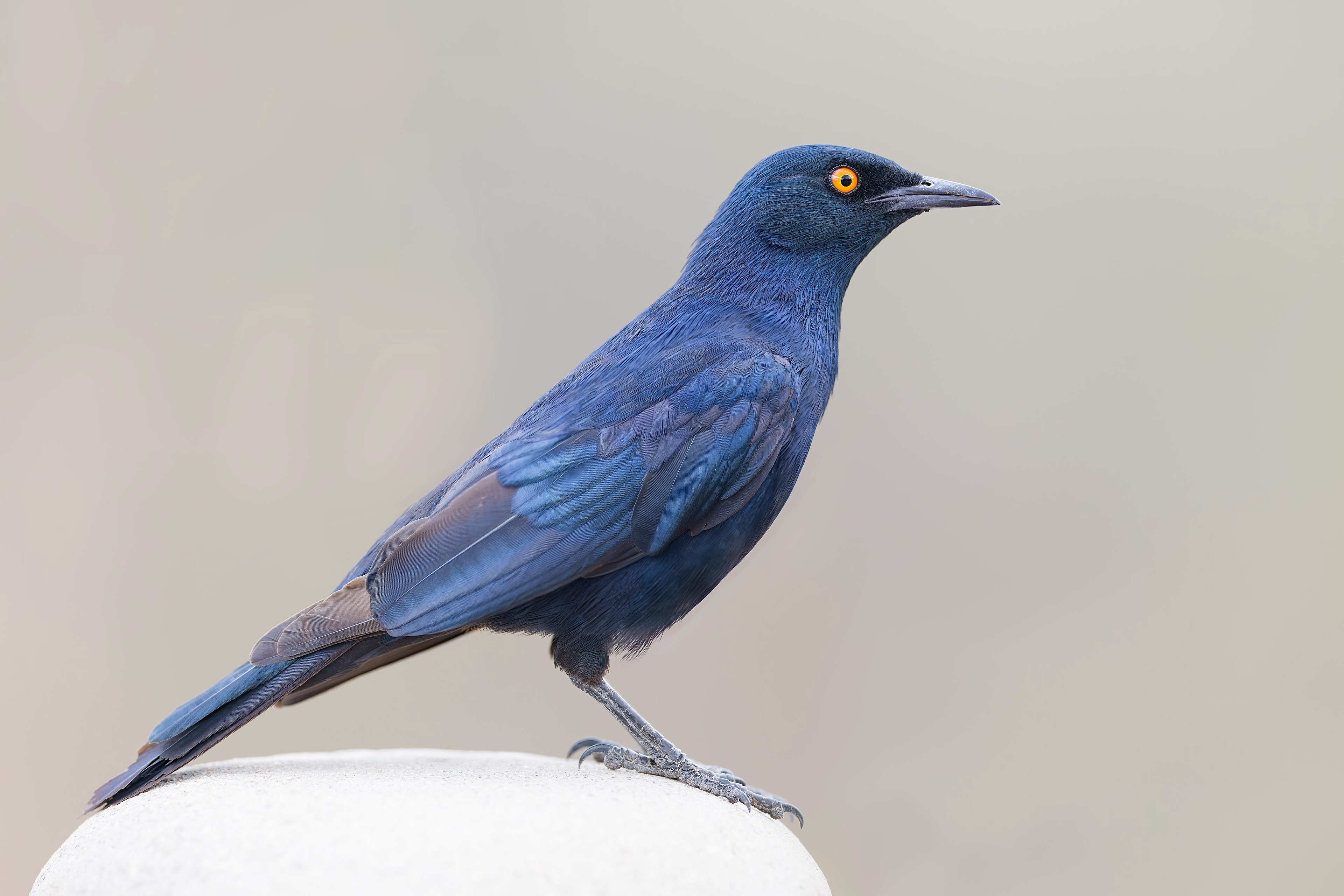 Cape Starling (Omaruru, Namibia)