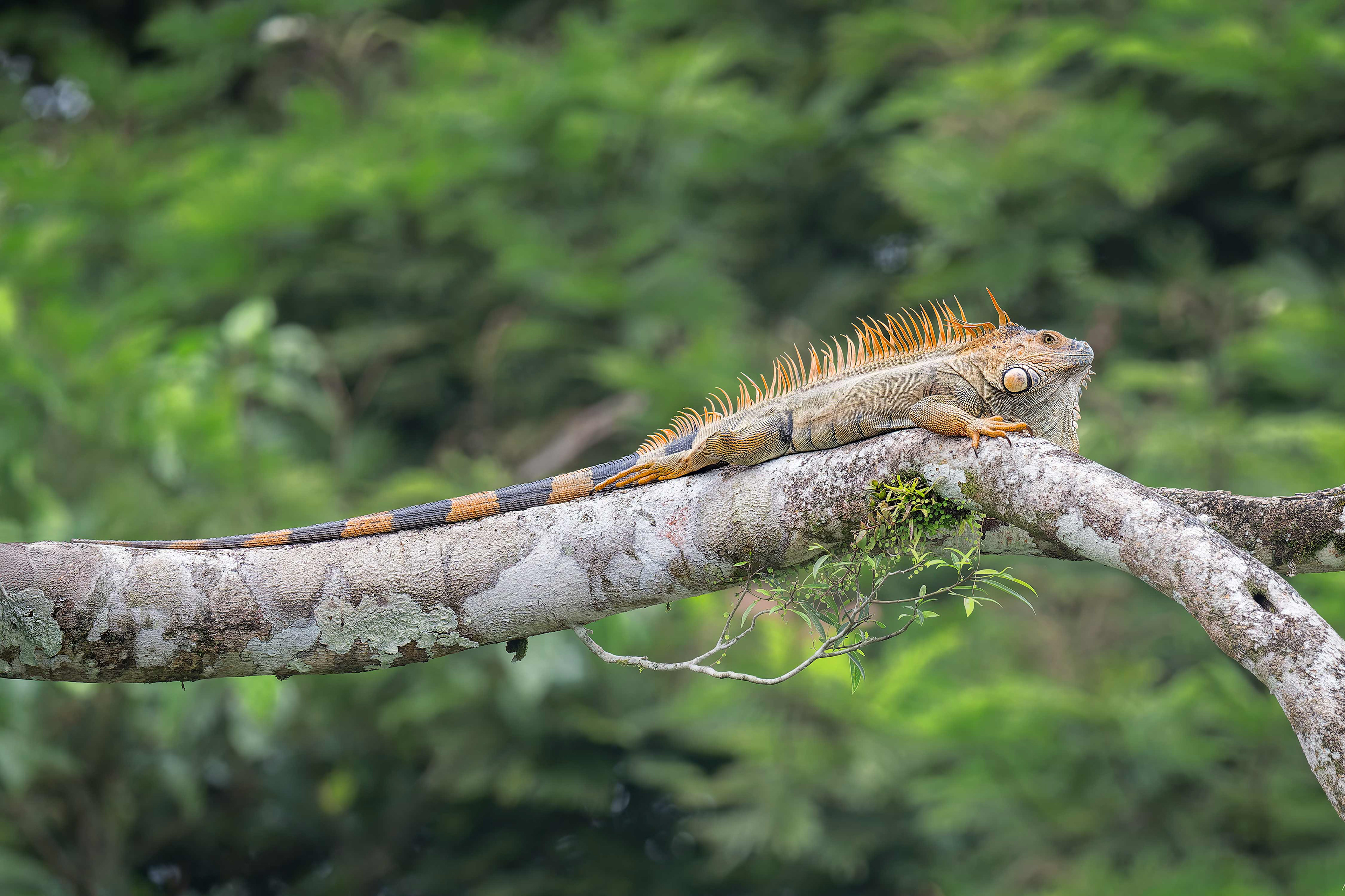 Green Iguana (Sarapiqui, Costa Rica)
