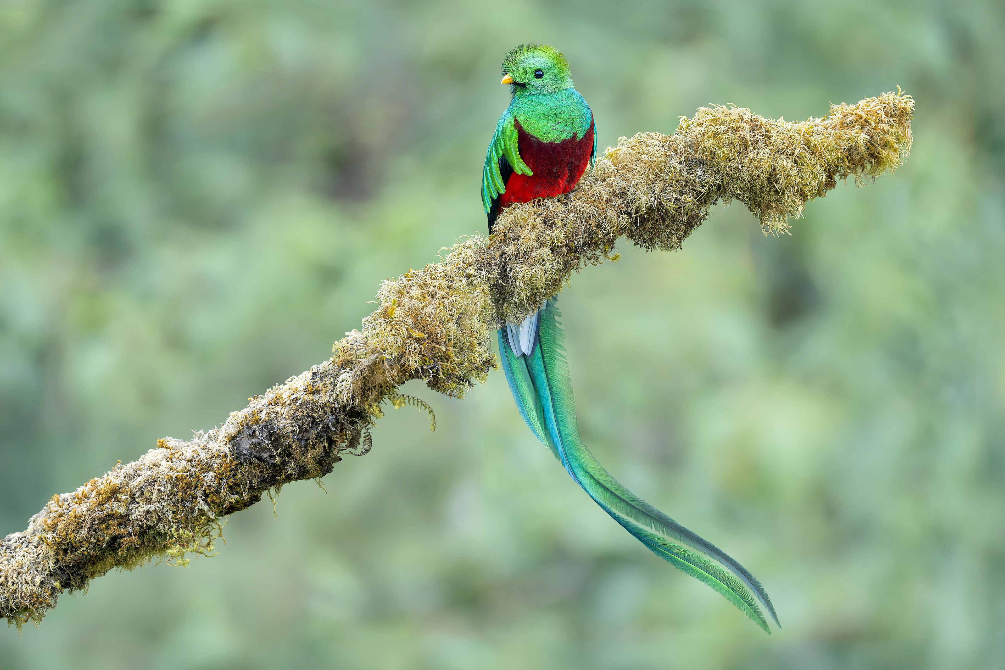 Resplendent Quetzal (Savegre, Costa Rica)