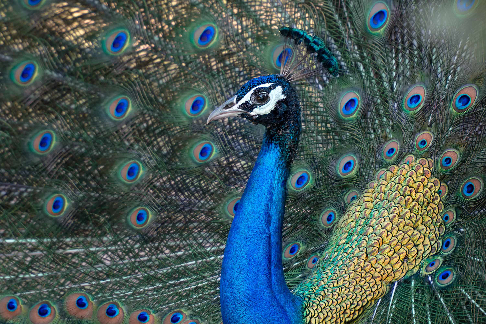 bird, male, Indian peafowl, Yala, Sri Lanka