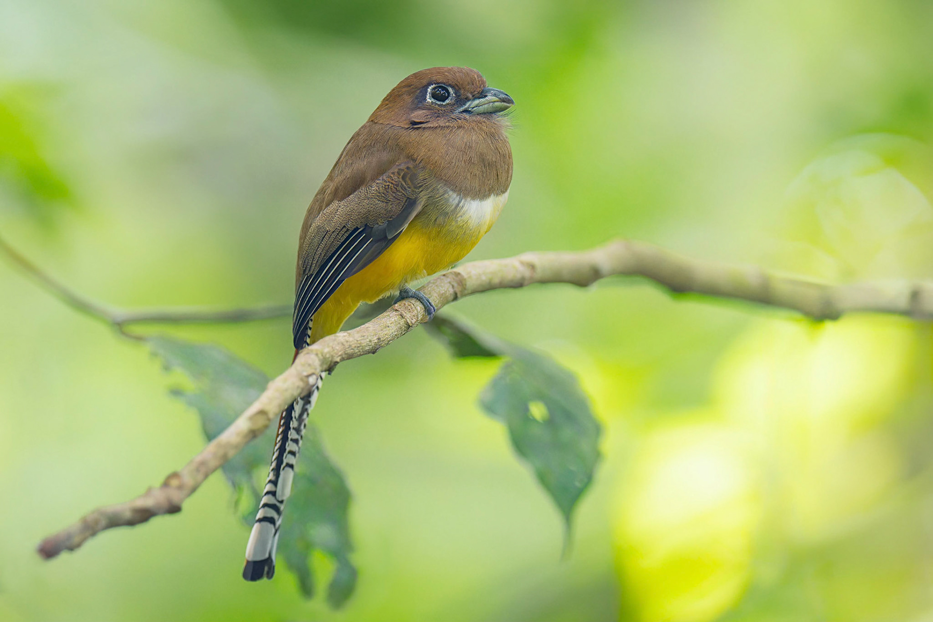 Black-throated Trogon (Sarapiqui, Costa Rica)