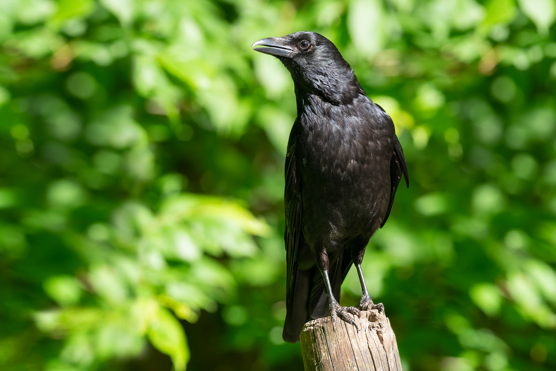 bird, carrion crow, Brussels, Belgium