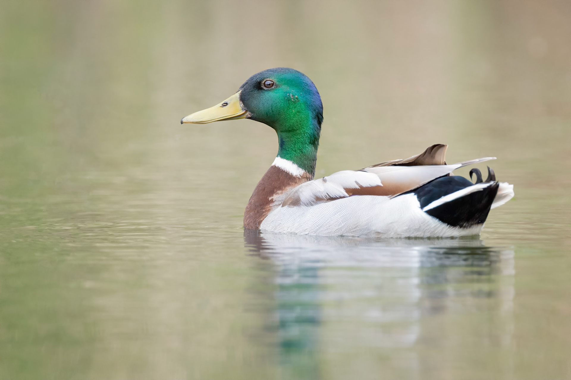 Mallard (Parainen, Finland)