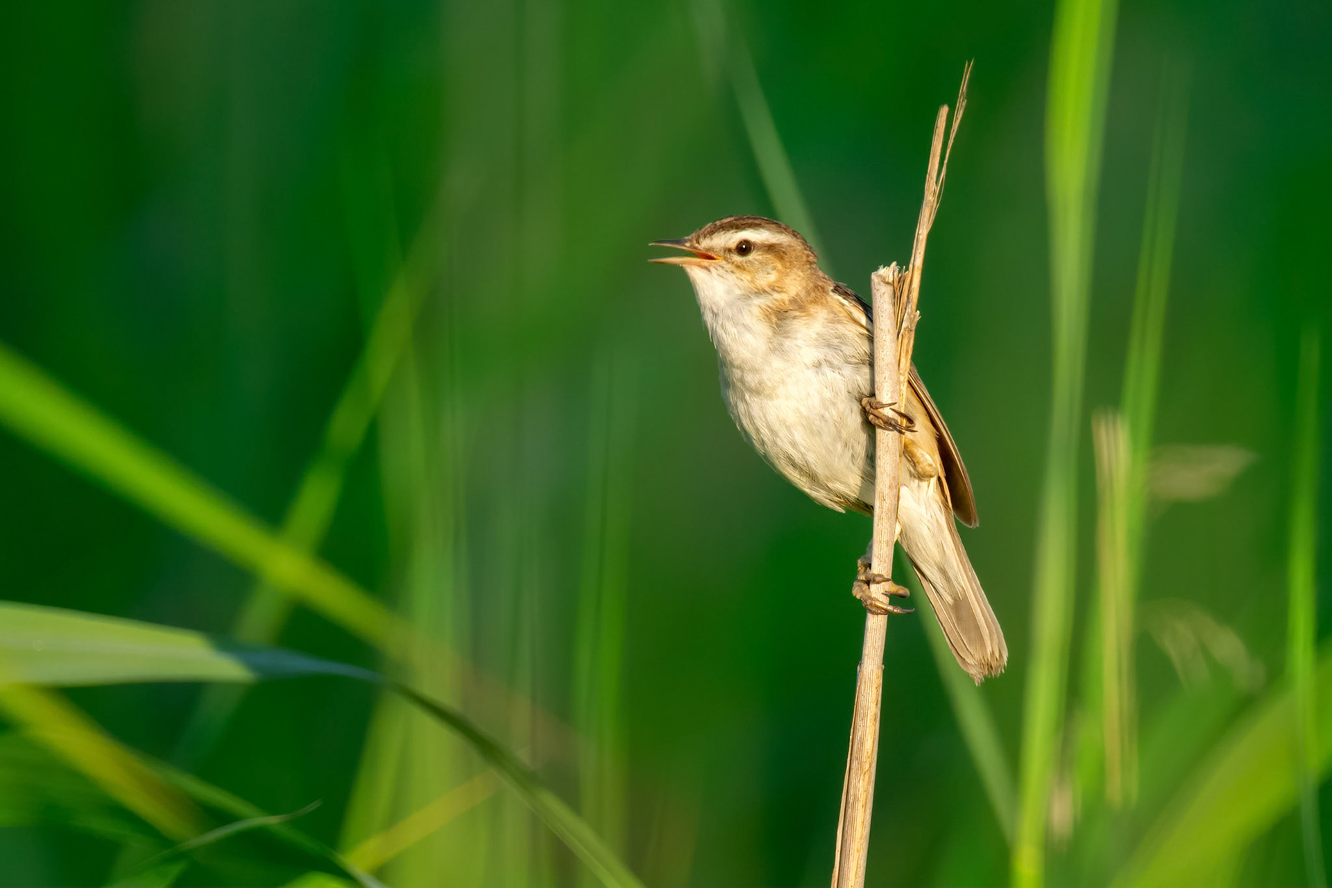 Sedge Warbler (Raisio, Finland)
