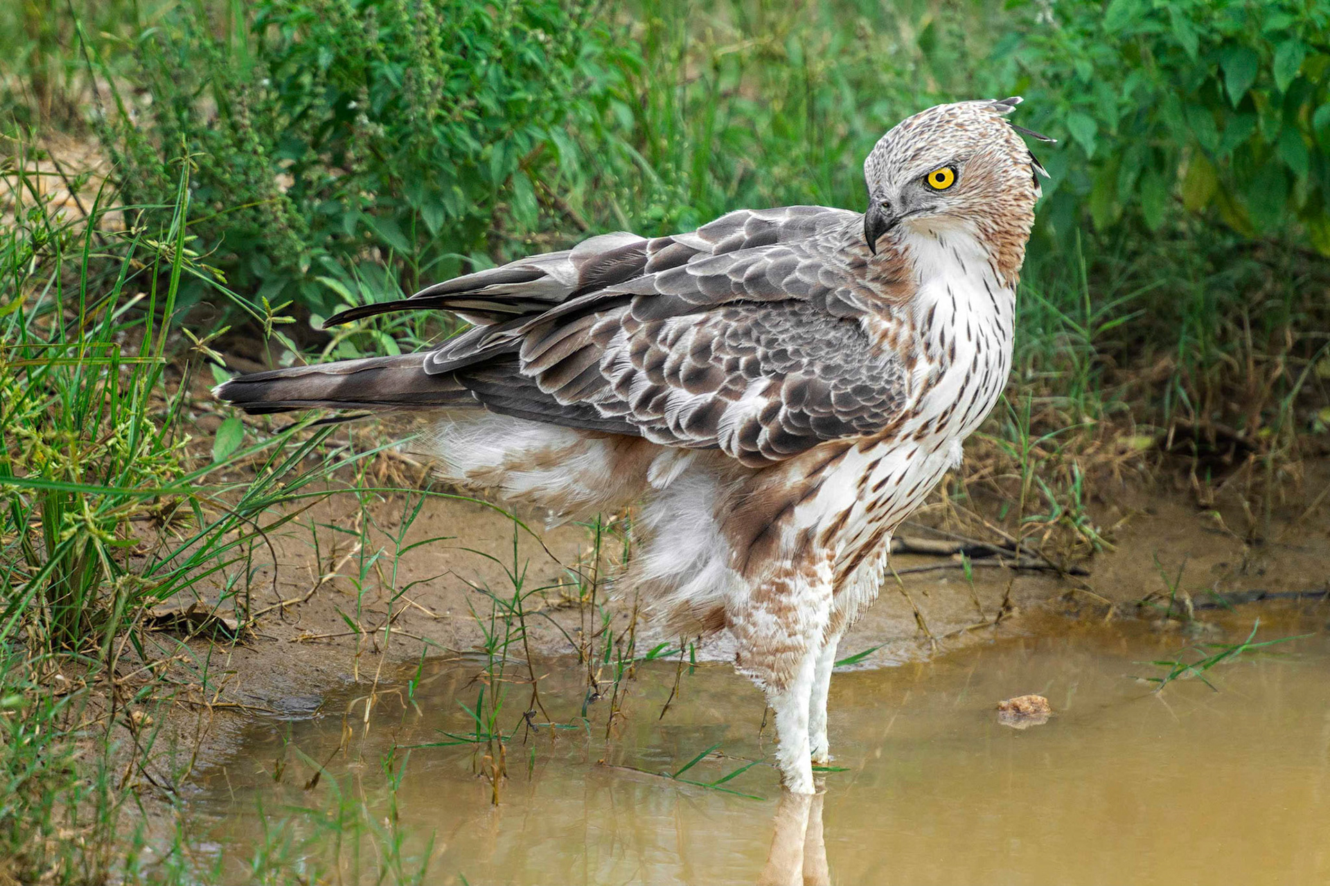 Crested Serpent Eagle (Udawalawa, Sri Lanka)