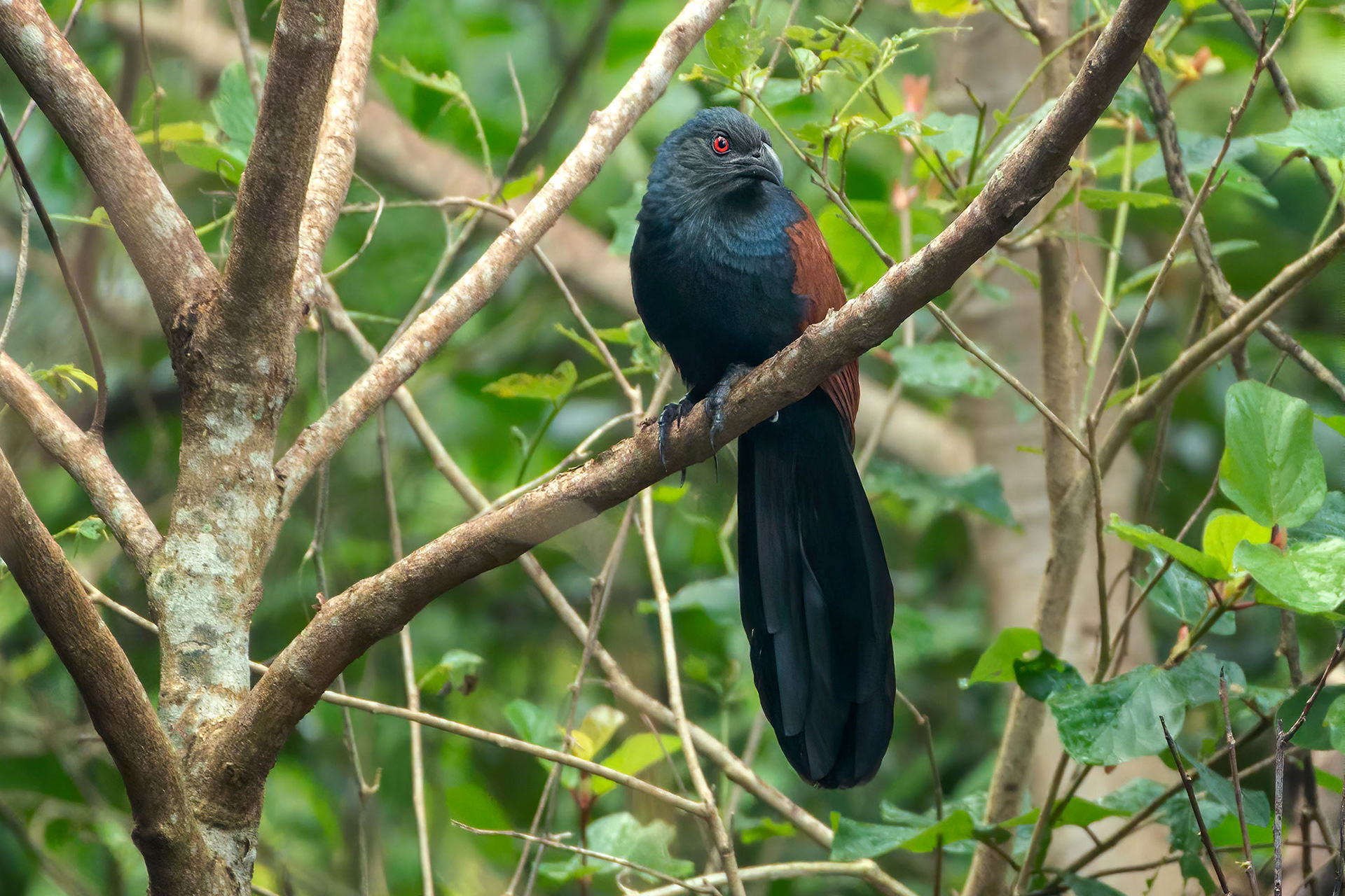 bird, greater coucal, Habarana, Sri Lanka