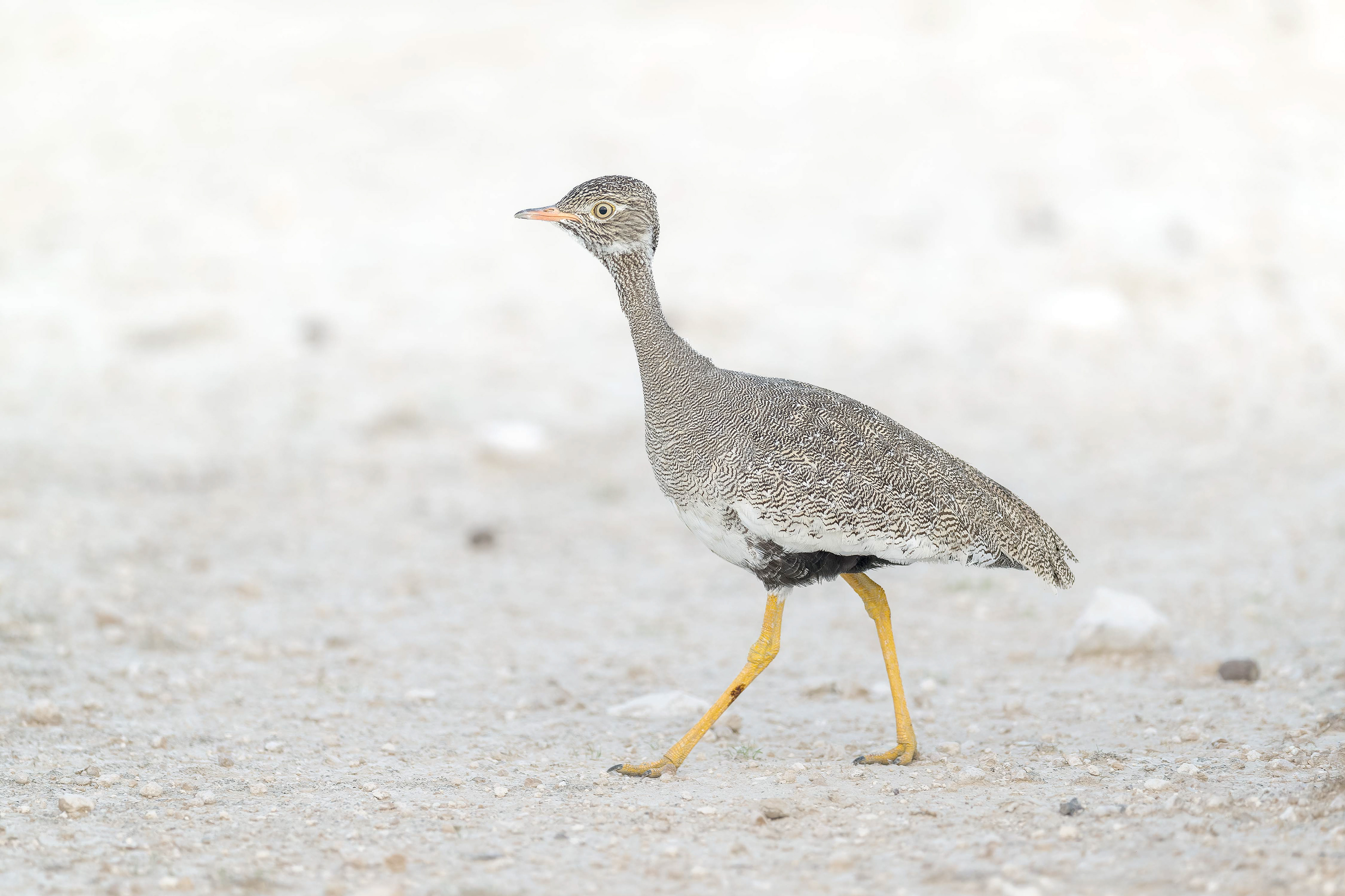 White-quilled Bustard (Etosha, Namibia)