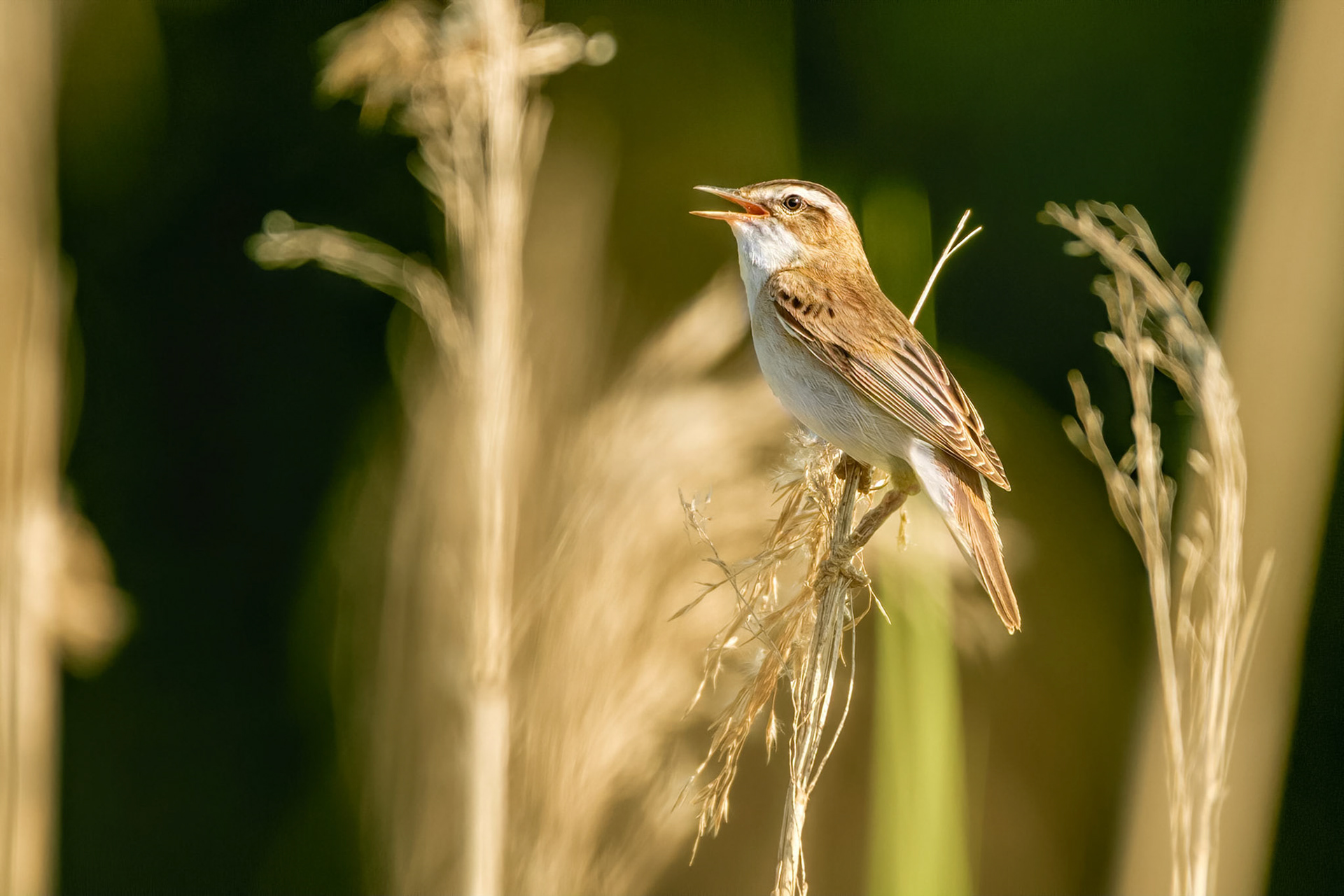 Sedge Warbler (Raisio, Finland)