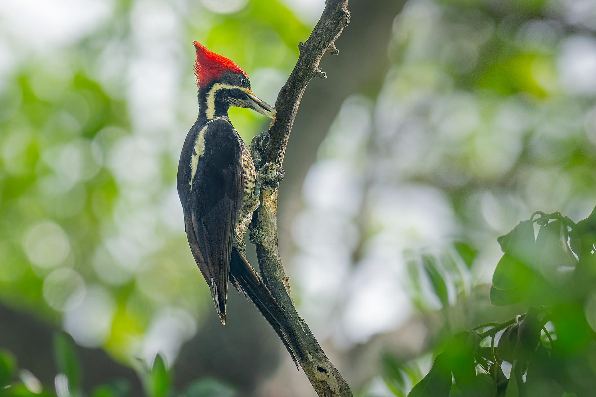 Lineated Woodpecker (San Jose, Costa Rica)