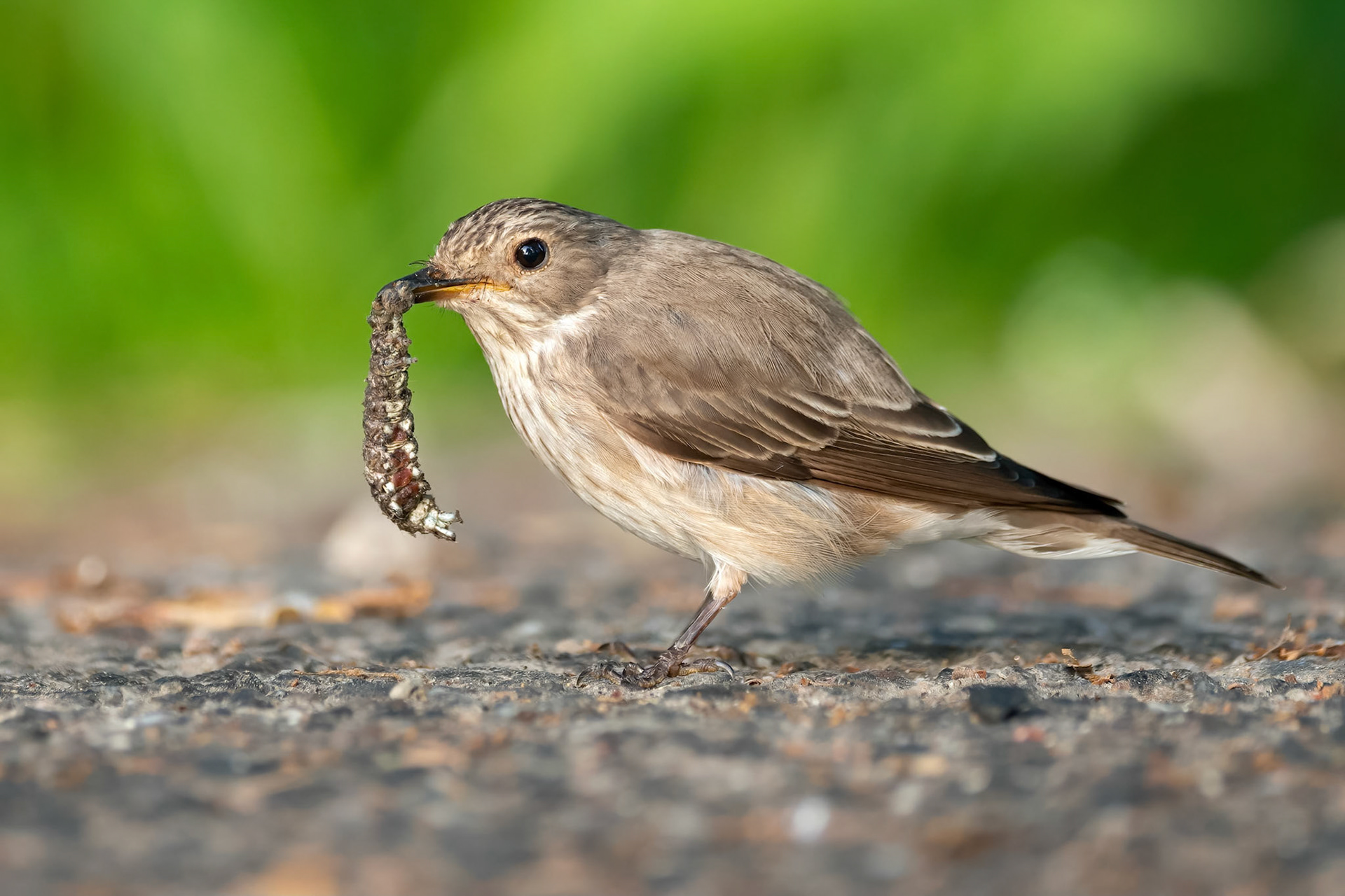 Spotted Flycatcher (Ruissalo, Finland)