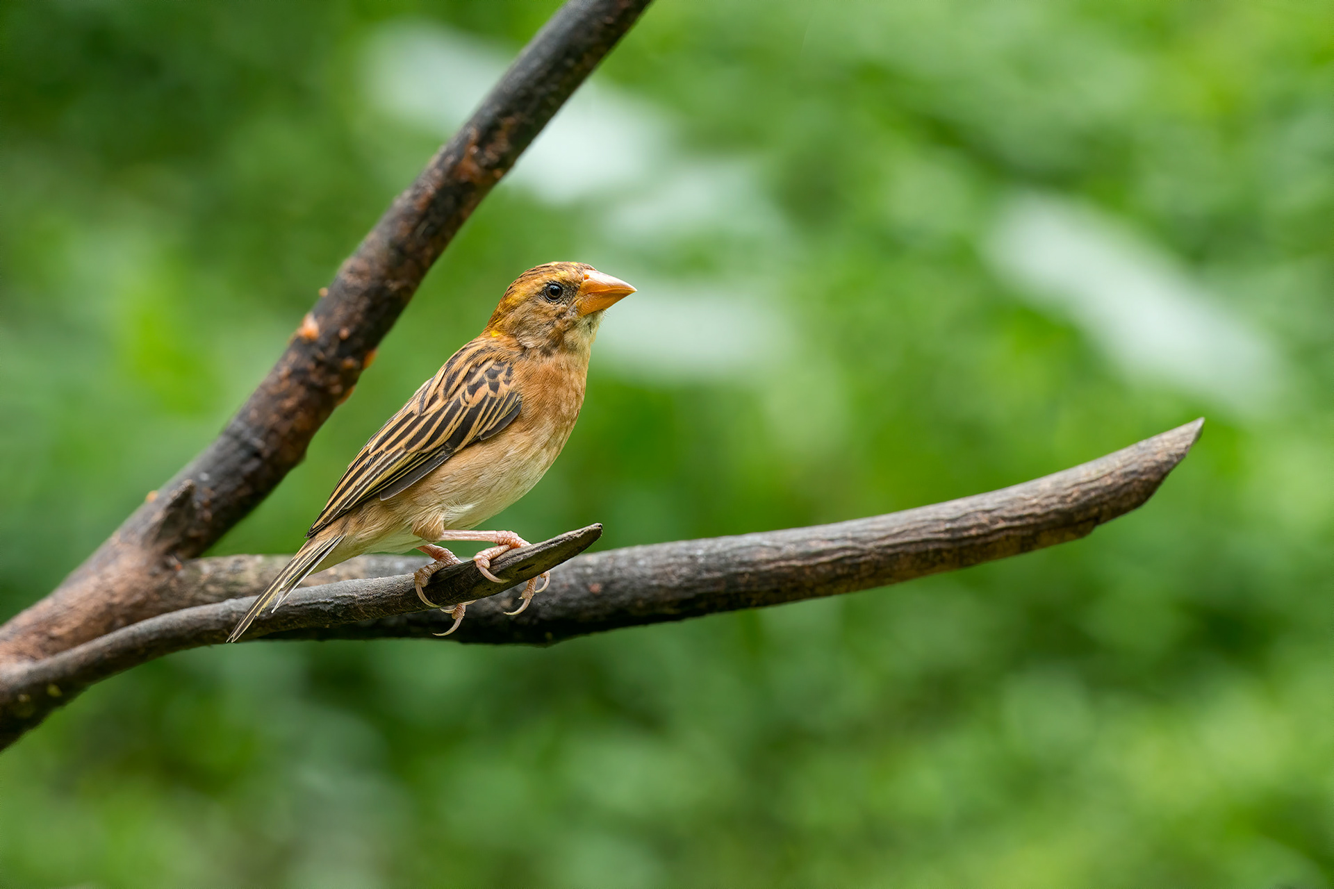 bird, baya weaver, female, Kuala Lumpur, Malaysia
