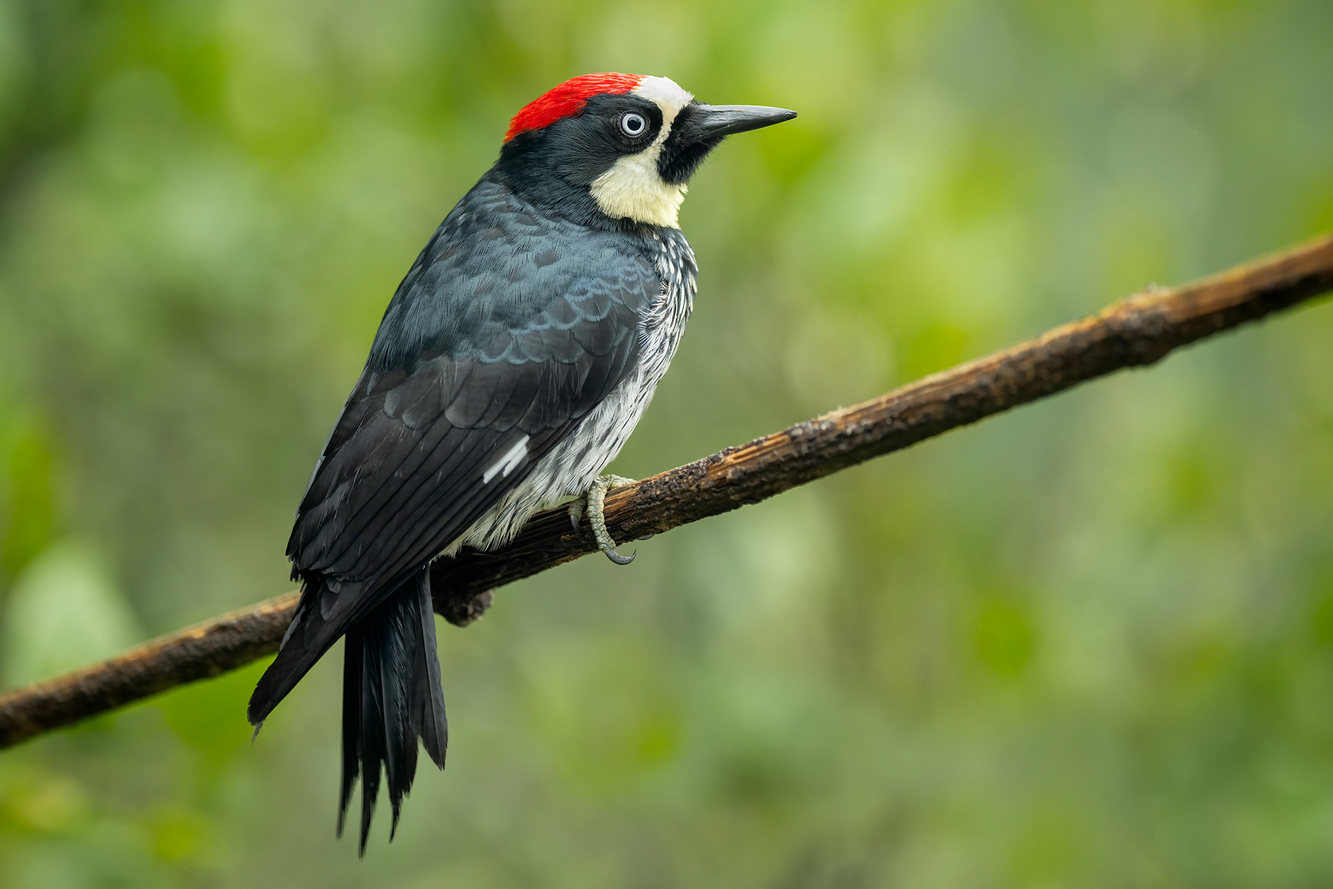 Acorn Woodpecker, male, Savegre, Costa Rica